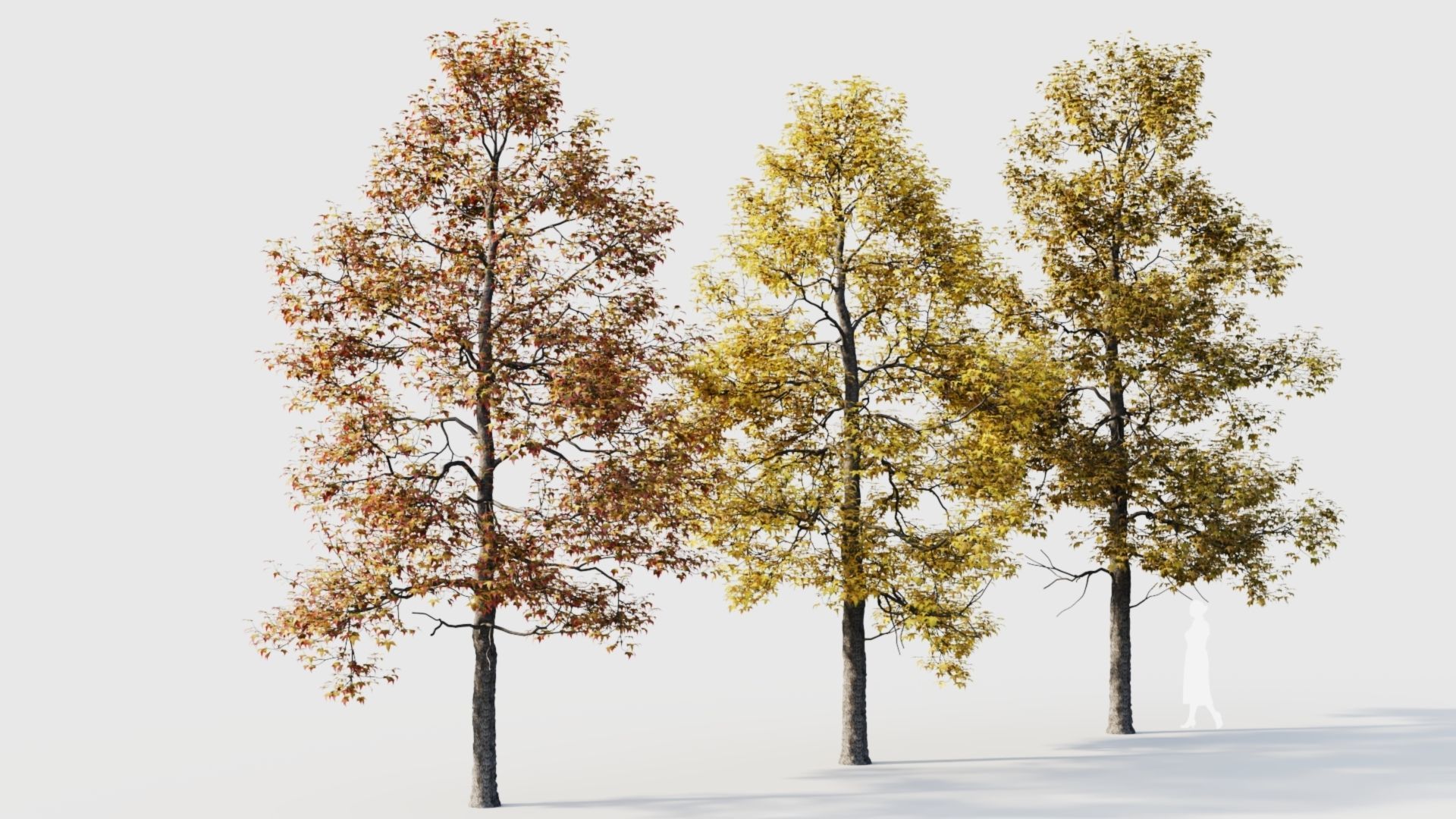 Acer buergerianum c 3D model_7
