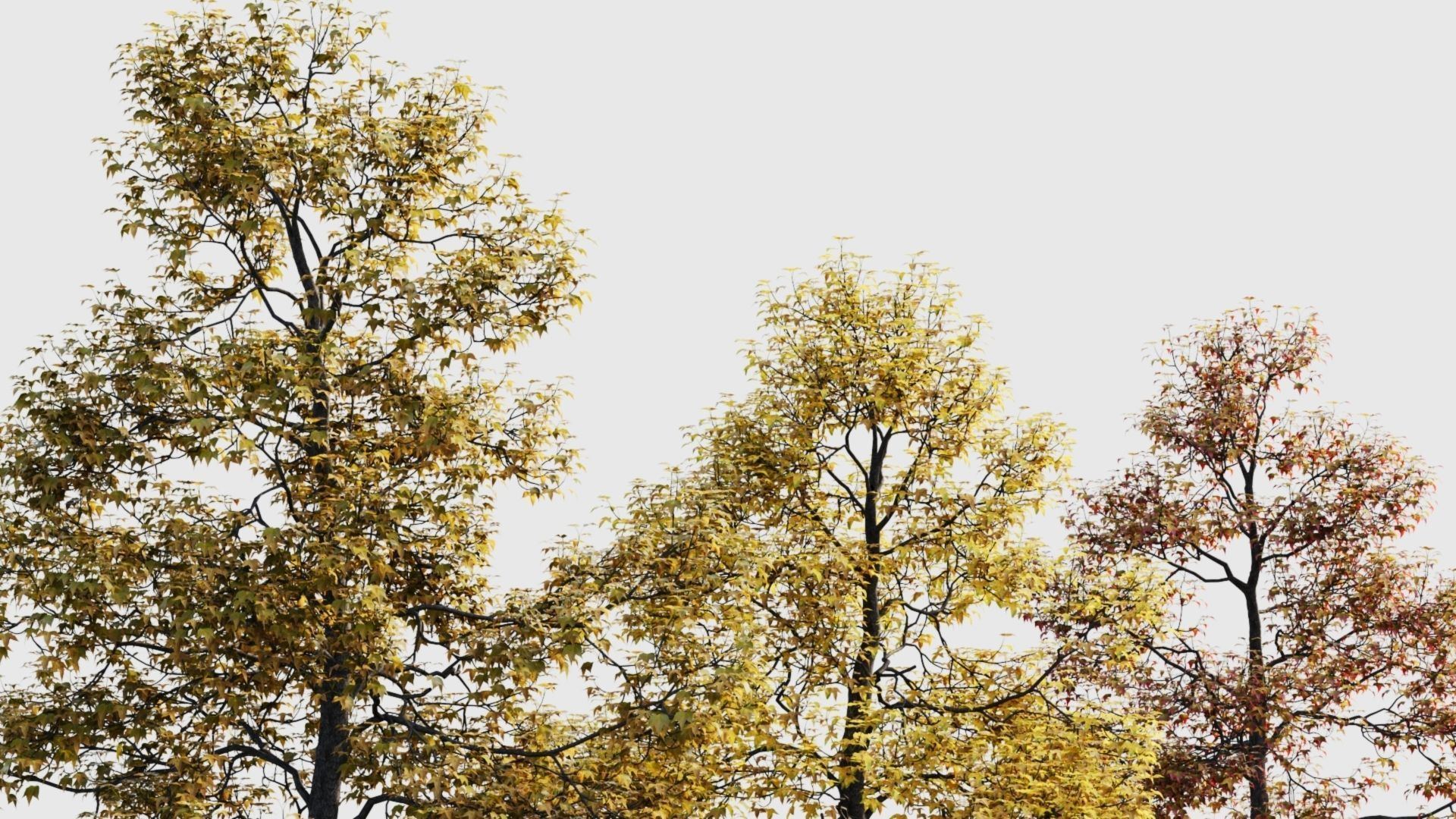 Acer buergerianum c 3D model_2