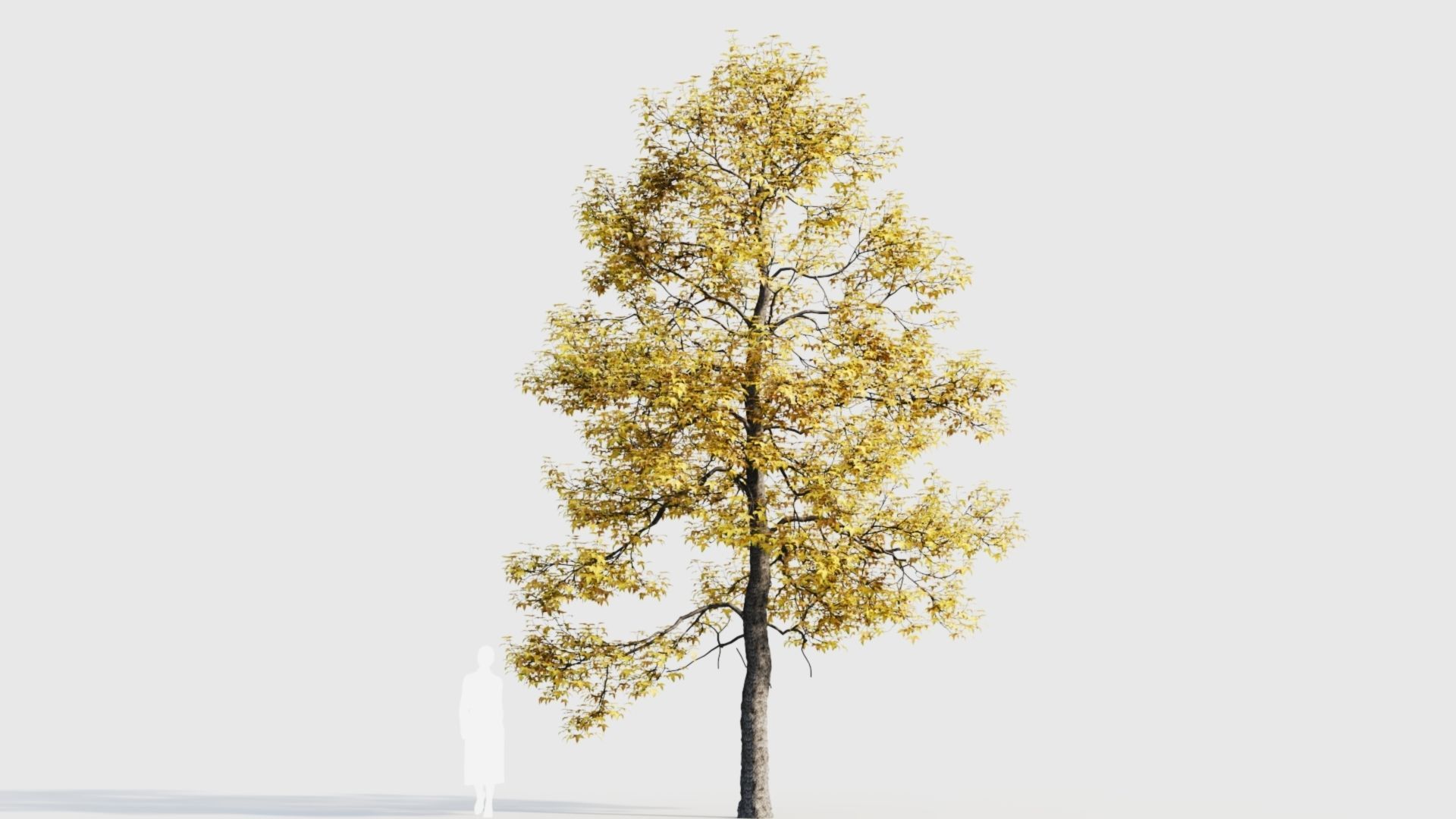 Acer buergerianum c 3D model_9