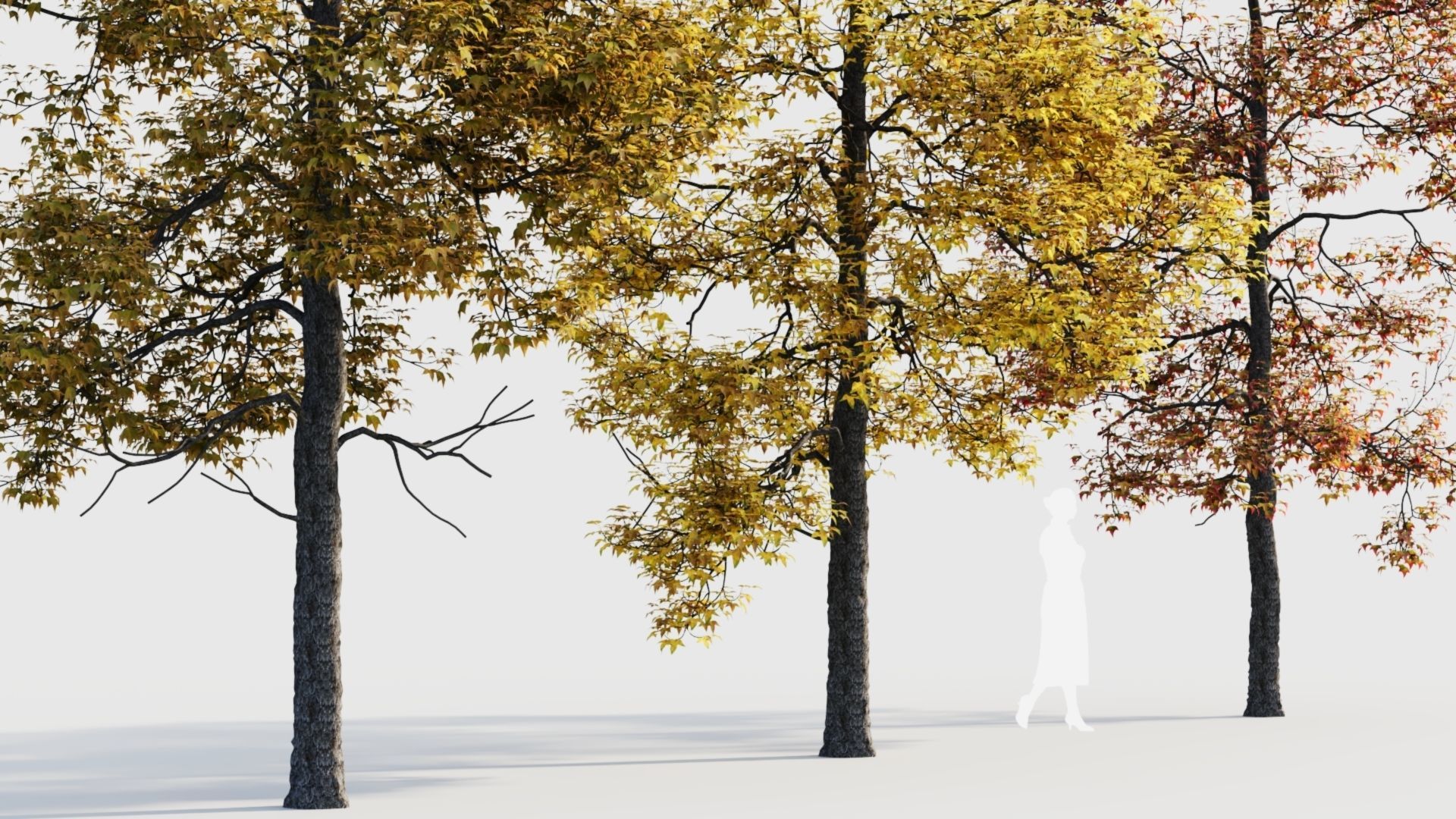 Acer buergerianum c 3D model_1