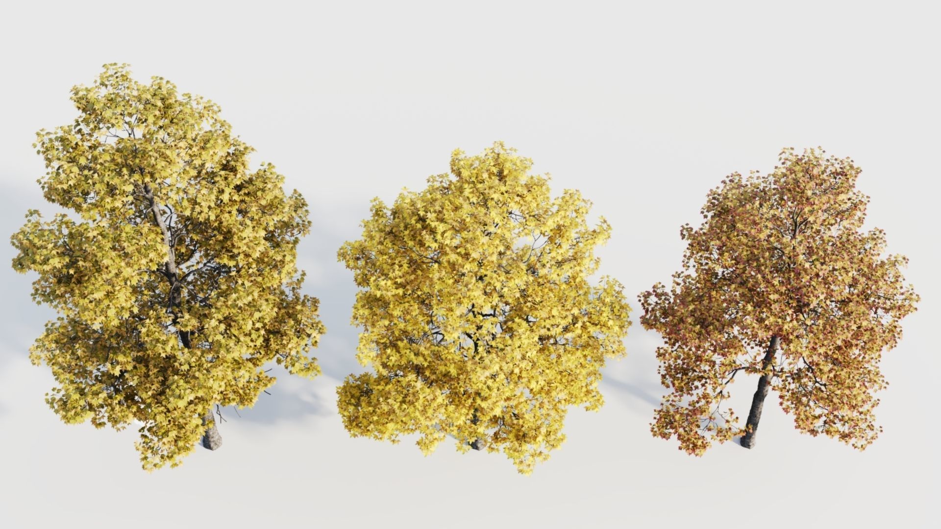 Acer buergerianum c 3D model_5