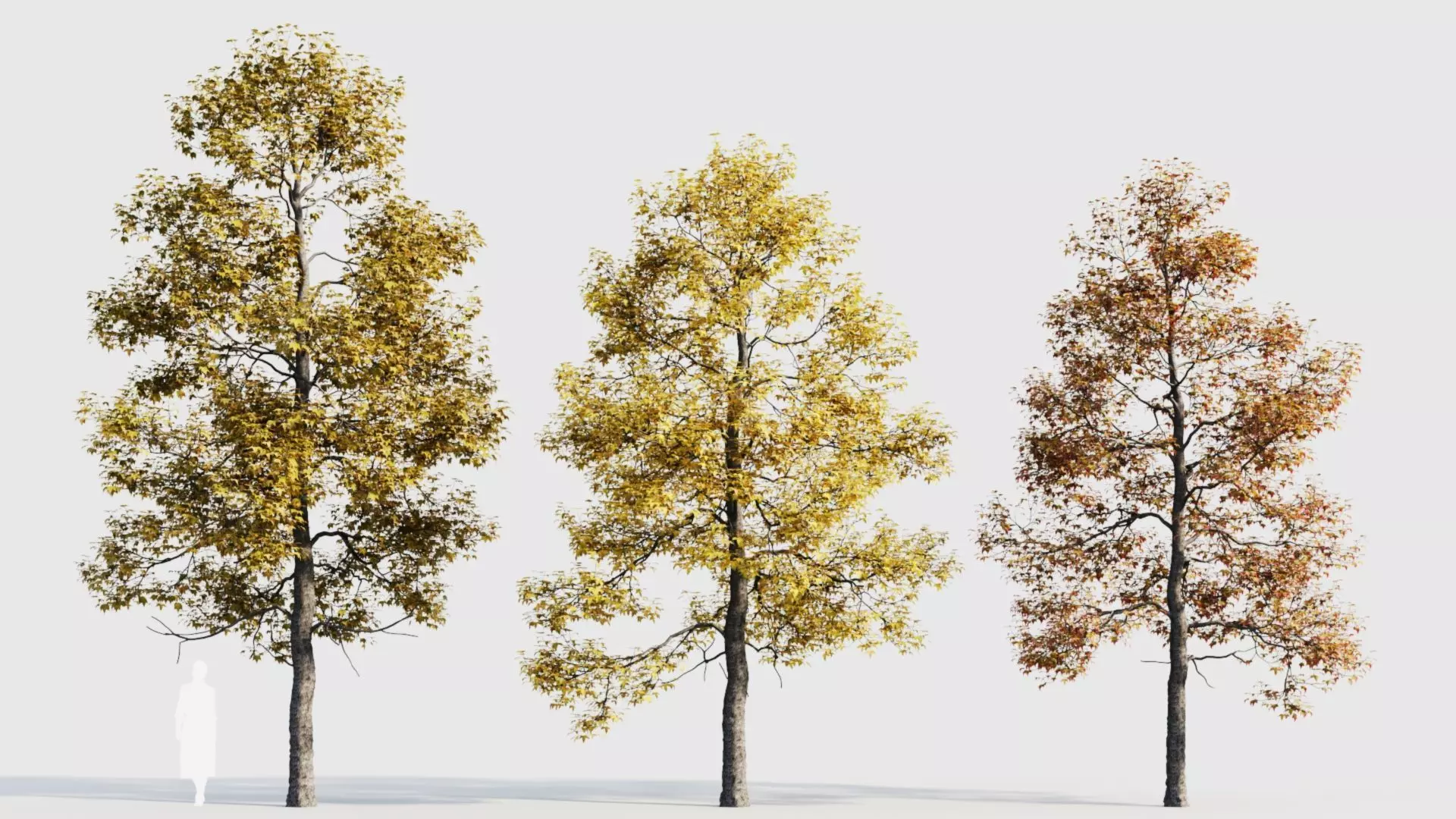 Acer buergerianum c 3D model_0