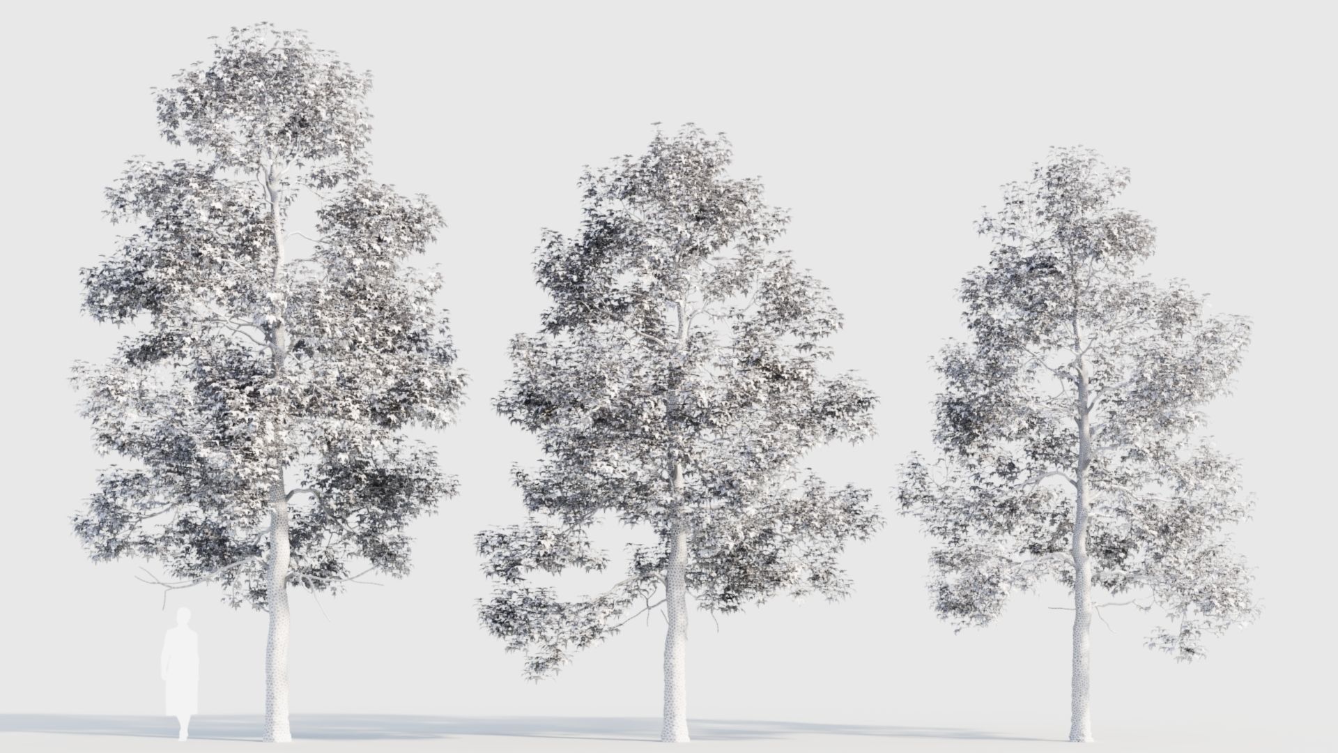 Acer buergerianum c 3D model_3