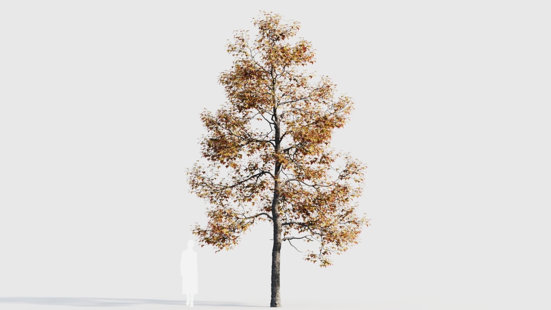 Acer buergerianum c 3D model_10