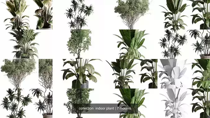 collection  indoor plant 