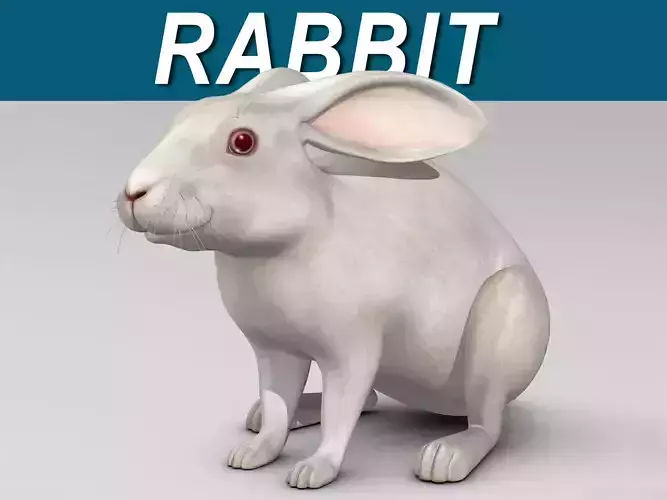 Rabbit - White