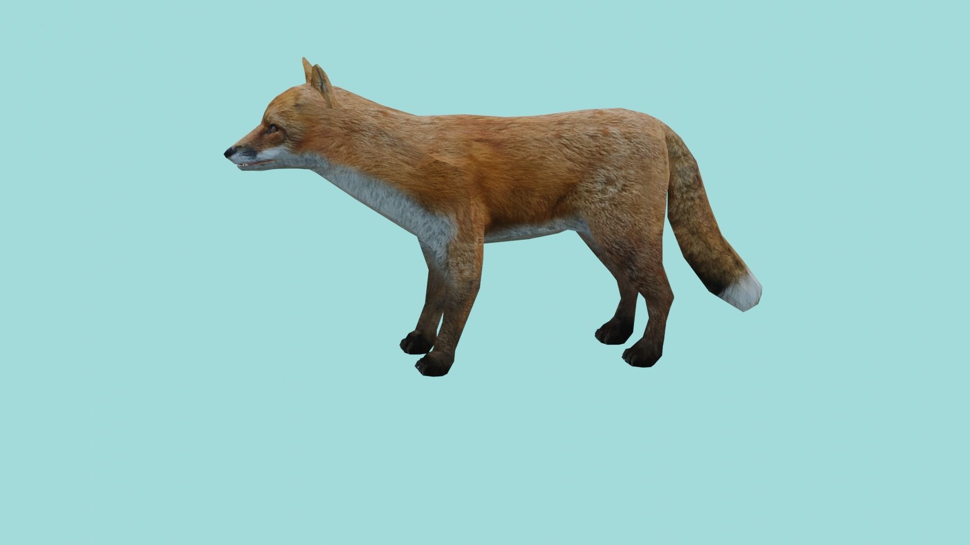 fox lowpoly 3d model 3D model_1