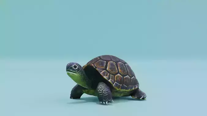 Turtle in Shell