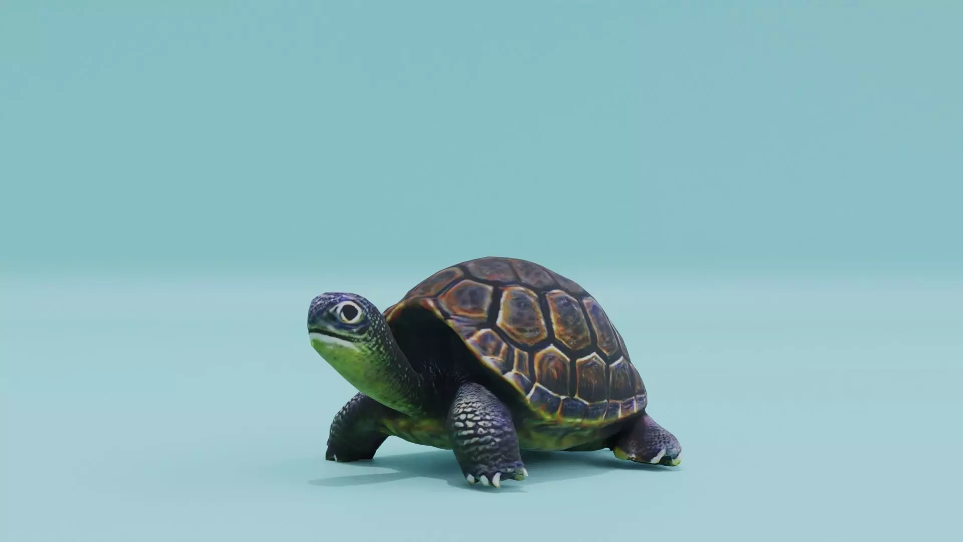 Turtle in Shell Free low-poly 3D model