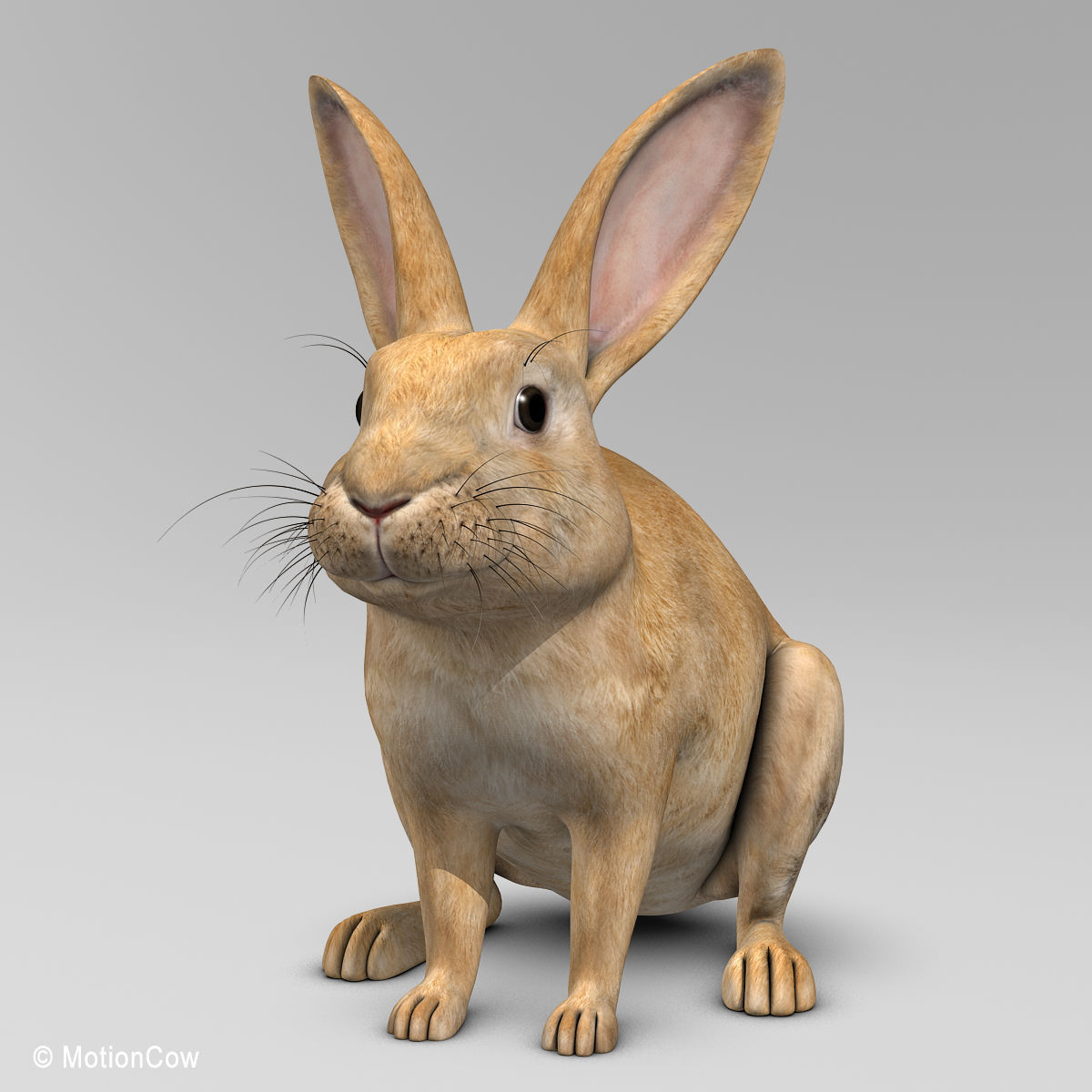 Rabbit - Brown 3D model_2