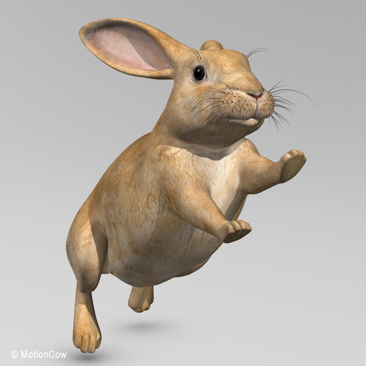 Rabbit - Brown 3D model_12