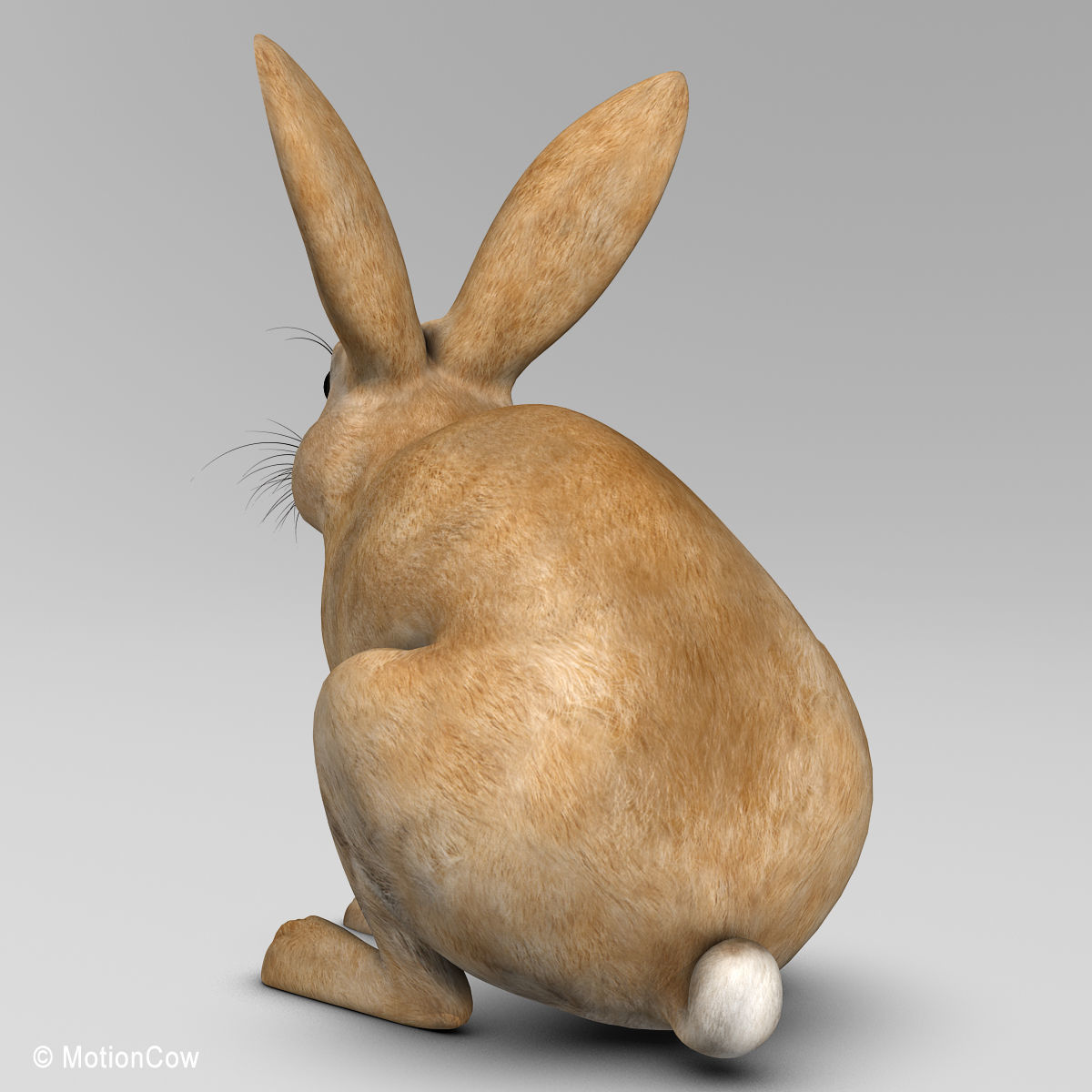Rabbit - Brown 3D model_6