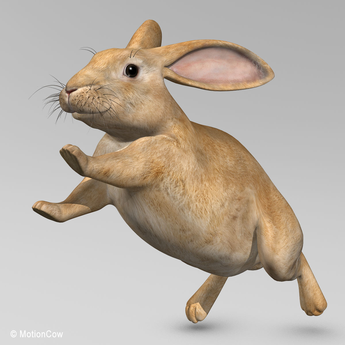Rabbit - Brown 3D model_11