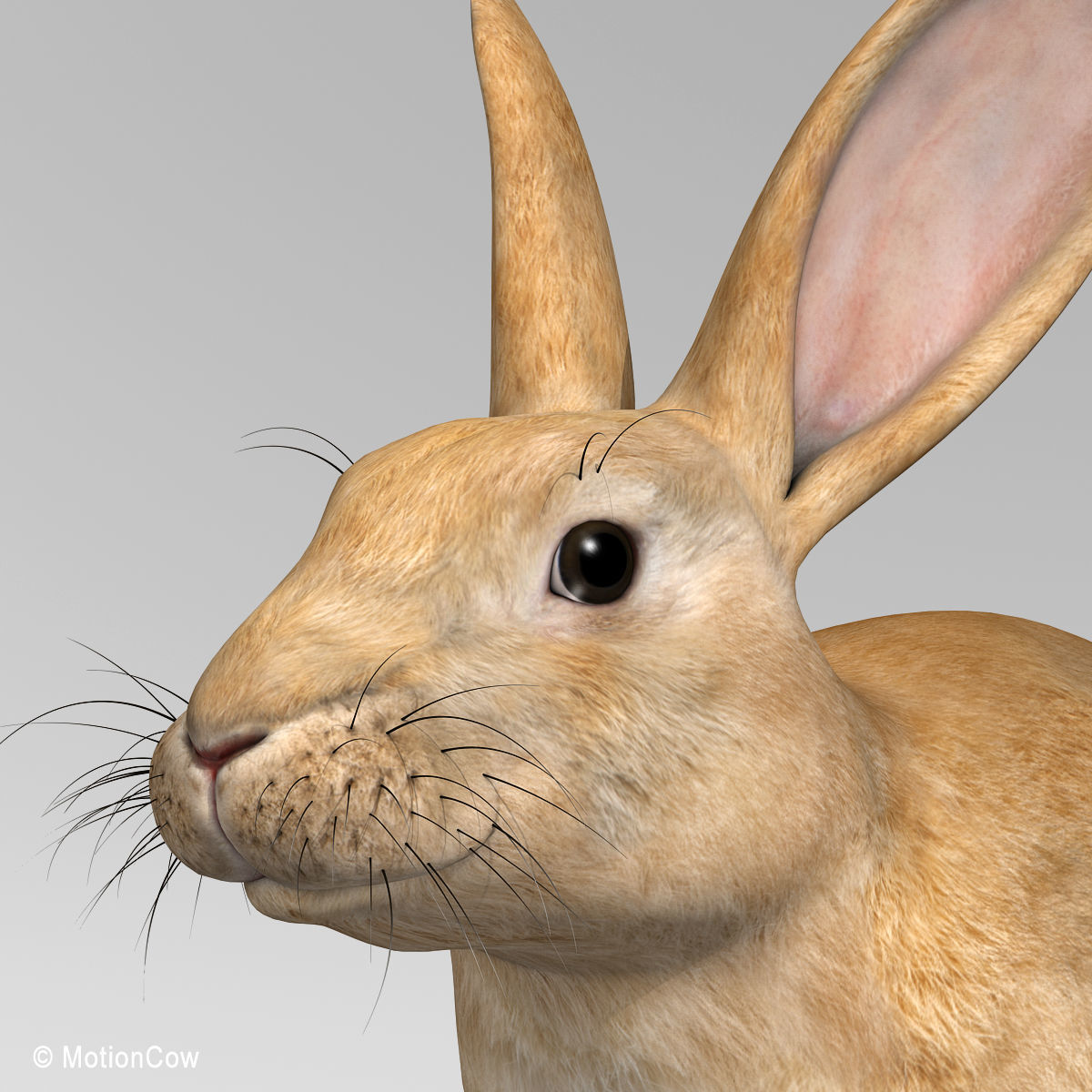 Rabbit - Brown 3D model_8