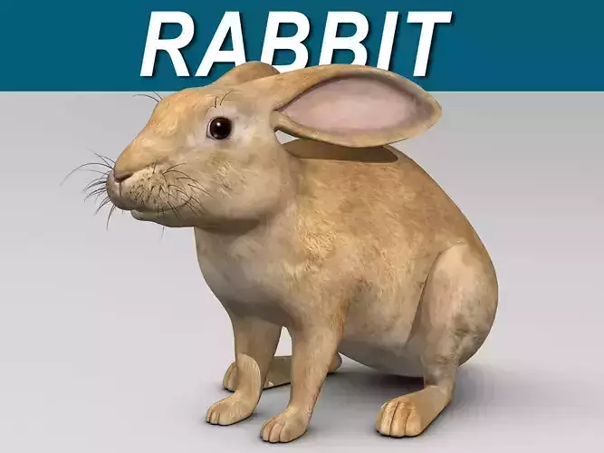 Rabbit - Brown