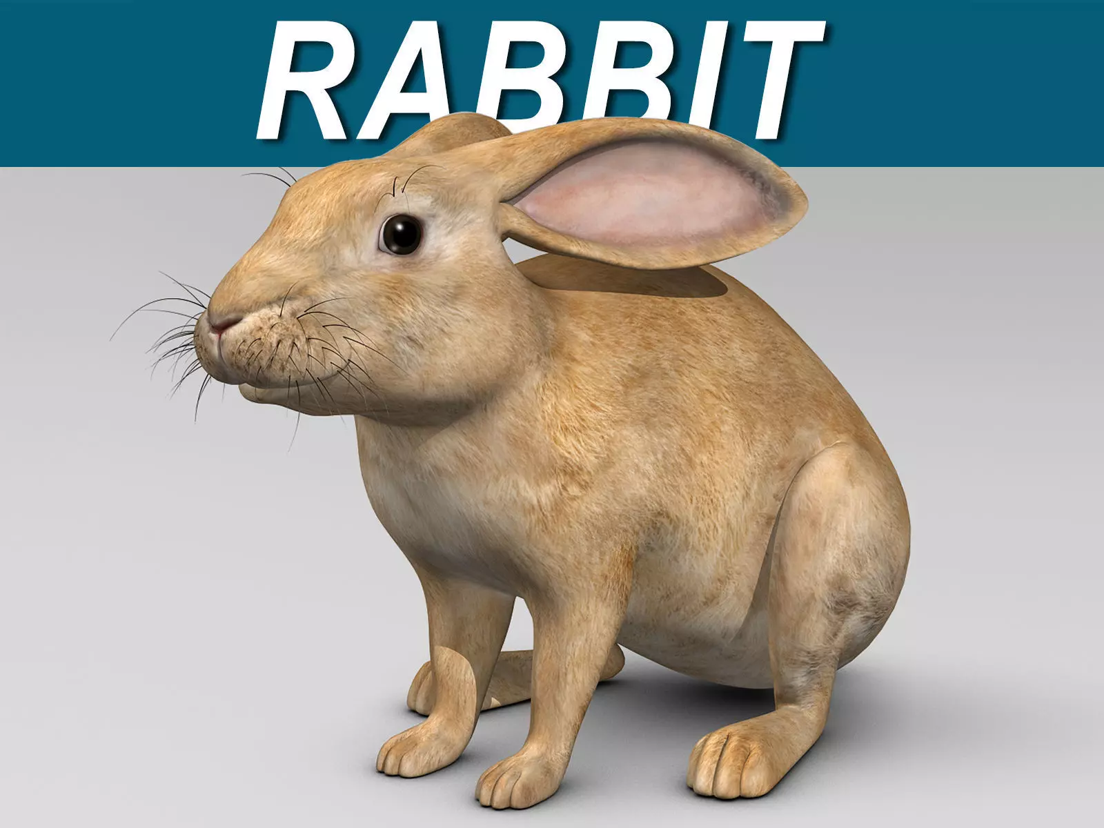 Rabbit - Brown 3D model_0