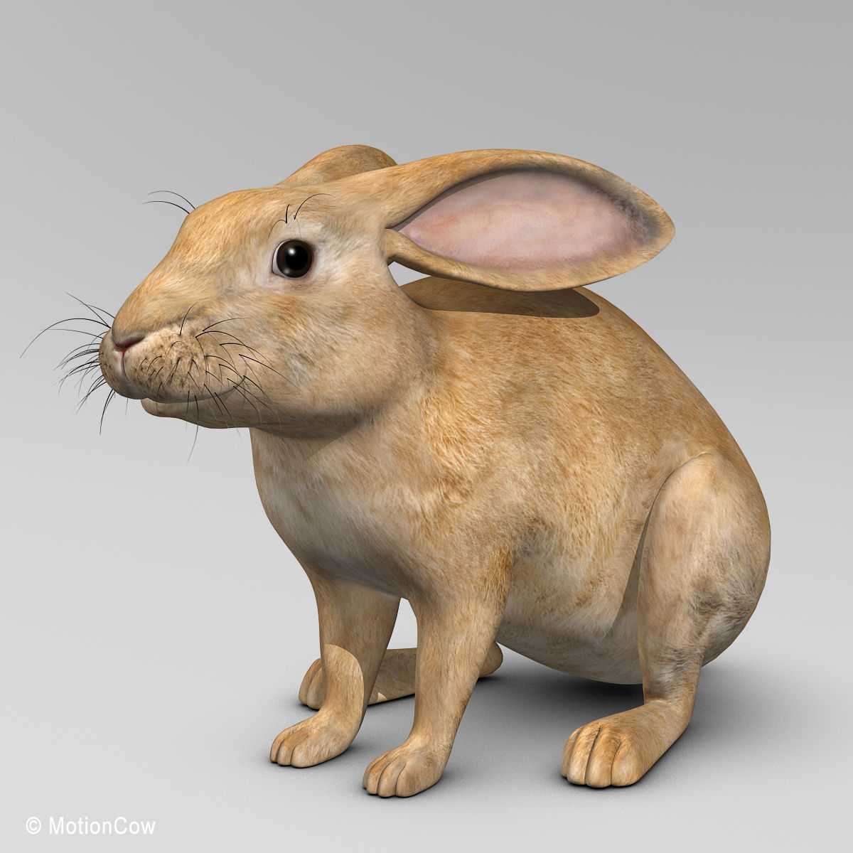 Rabbit - Brown 3D model_1
