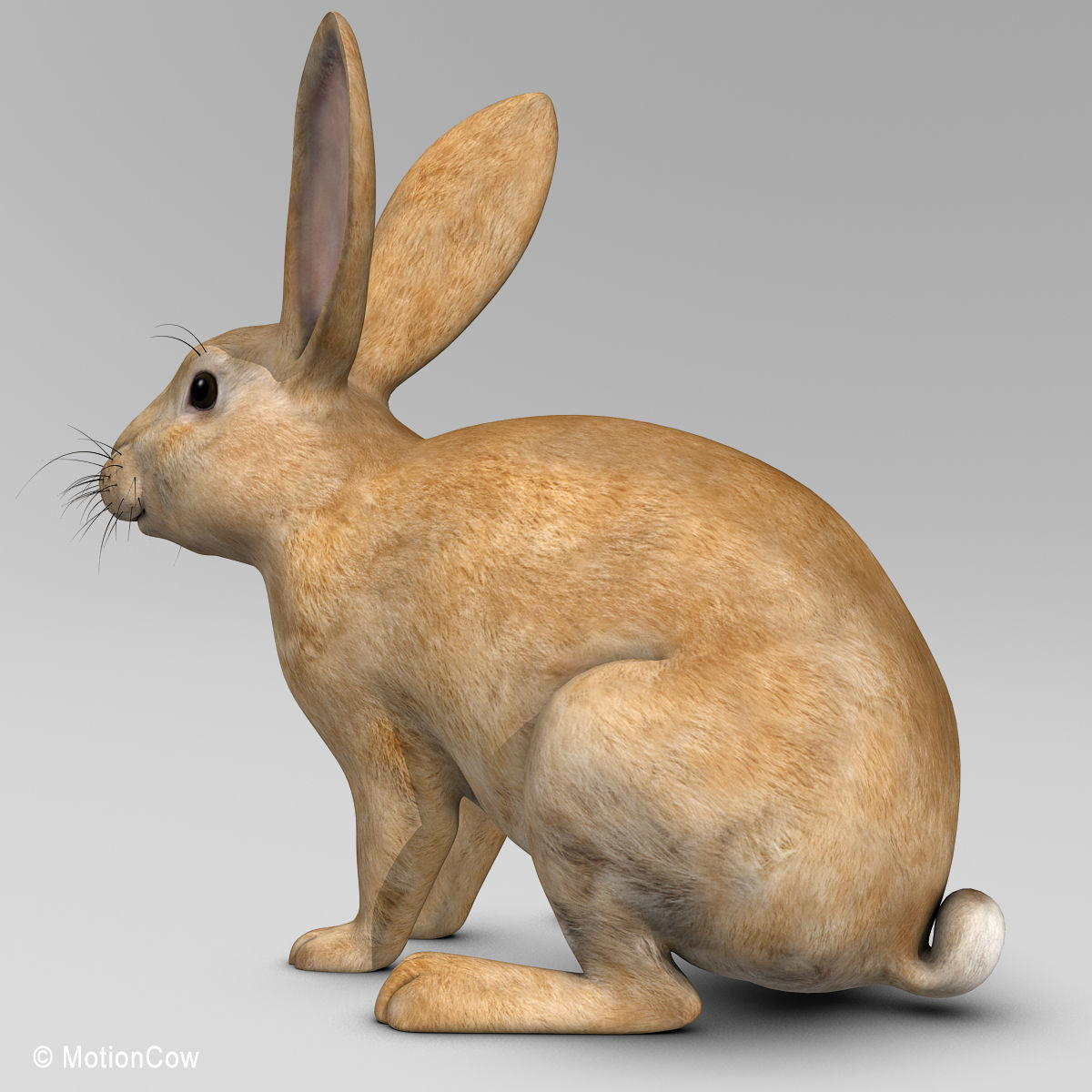 Rabbit - Brown 3D model_5