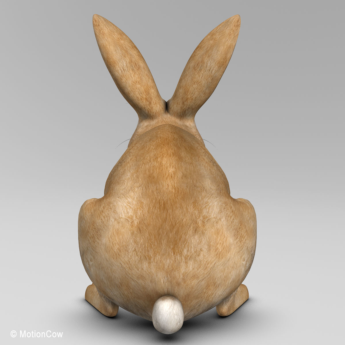 Rabbit - Brown 3D model_7