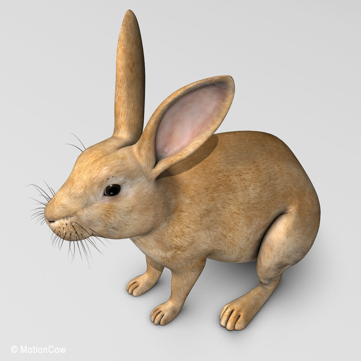 Rabbit - Brown 3D model_14