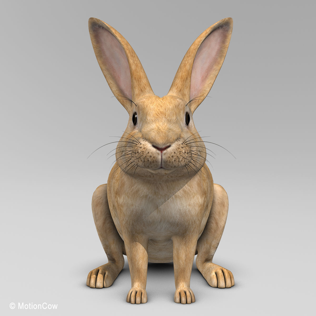 Rabbit - Brown 3D model_3