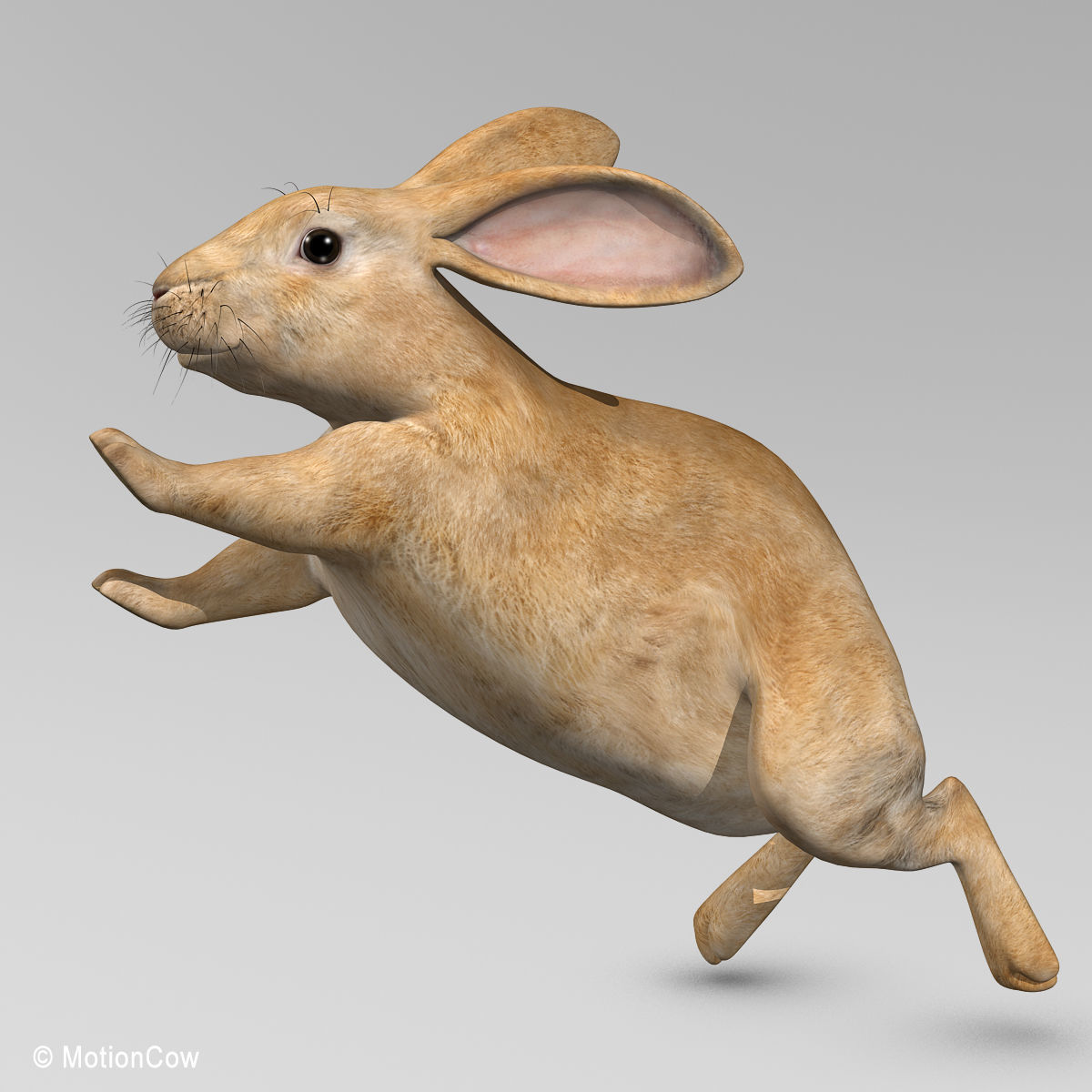 Rabbit - Brown 3D model_13