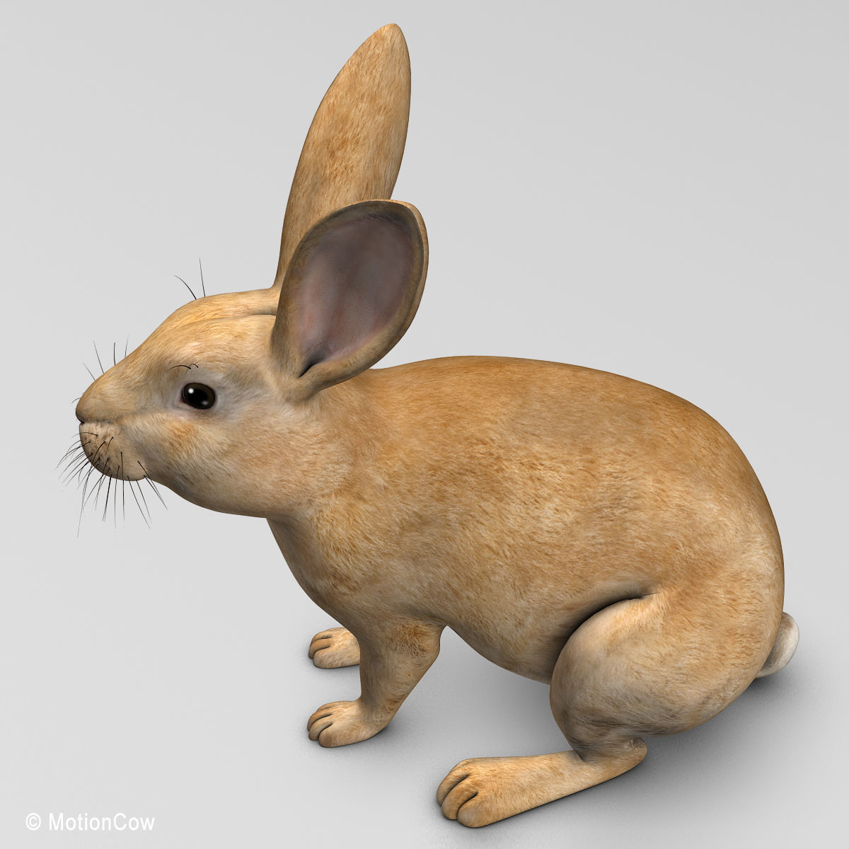 Rabbit - Brown 3D model_16