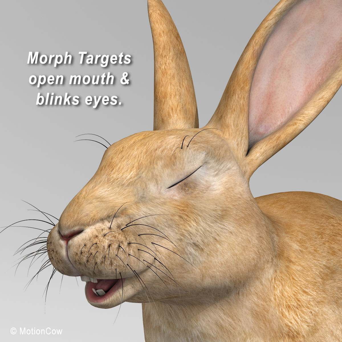 Rabbit - Brown 3D model_9