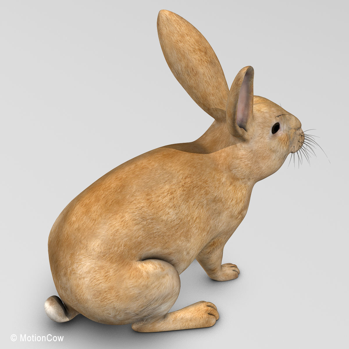 Rabbit - Brown 3D model_15