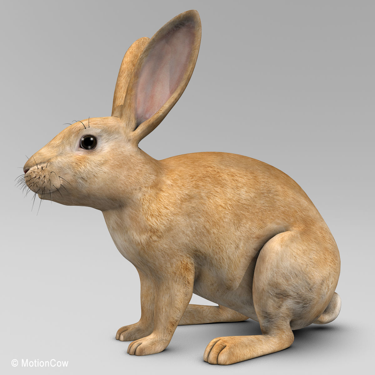 Rabbit - Brown 3D model_4