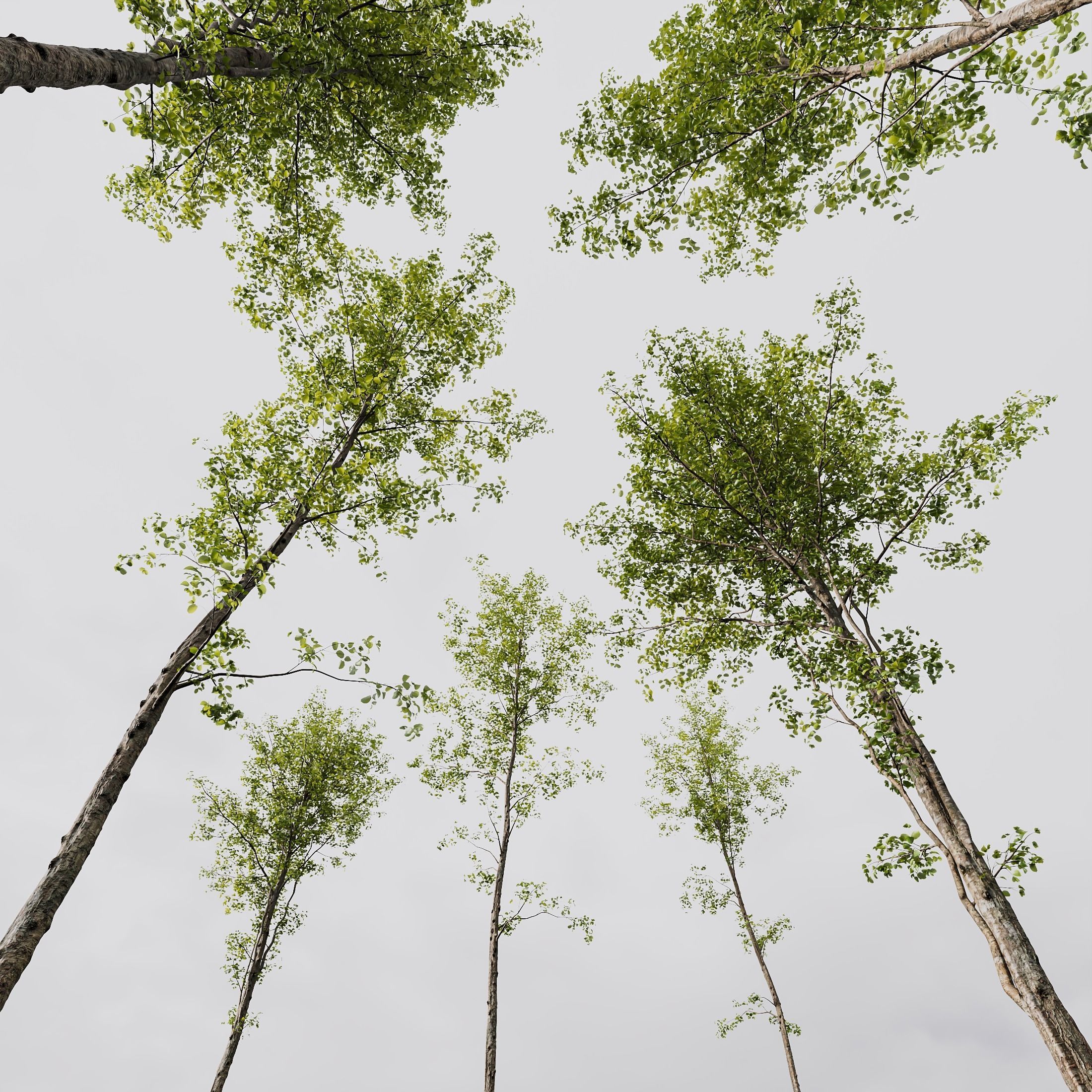 spring trees Acer Pseudoplatanus and Alnus Glutinosa 3D model_3