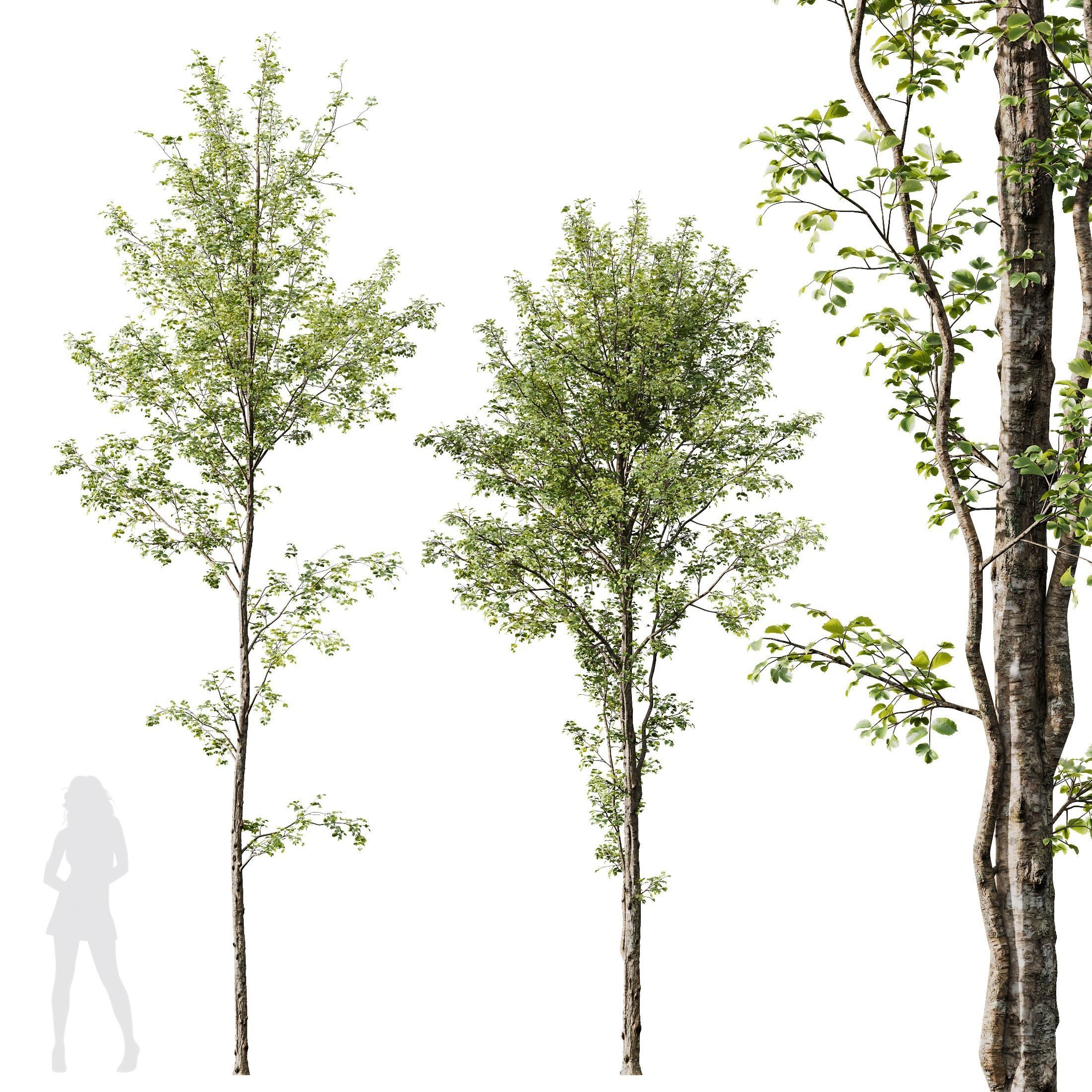 spring trees Acer Pseudoplatanus and Alnus Glutinosa 3D model_9