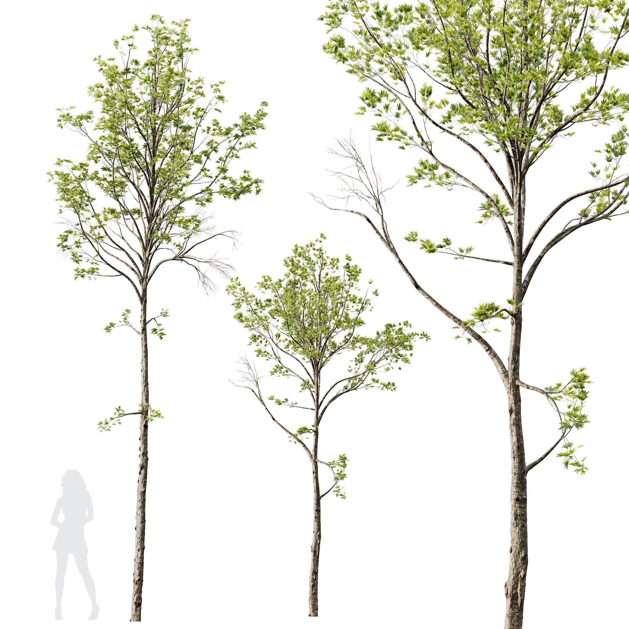 spring trees Acer Pseudoplatanus and Alnus Glutinosa 3D model_10
