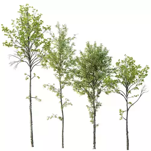 spring trees Acer Pseudoplatanus and Alnus Glutinosa 3D model