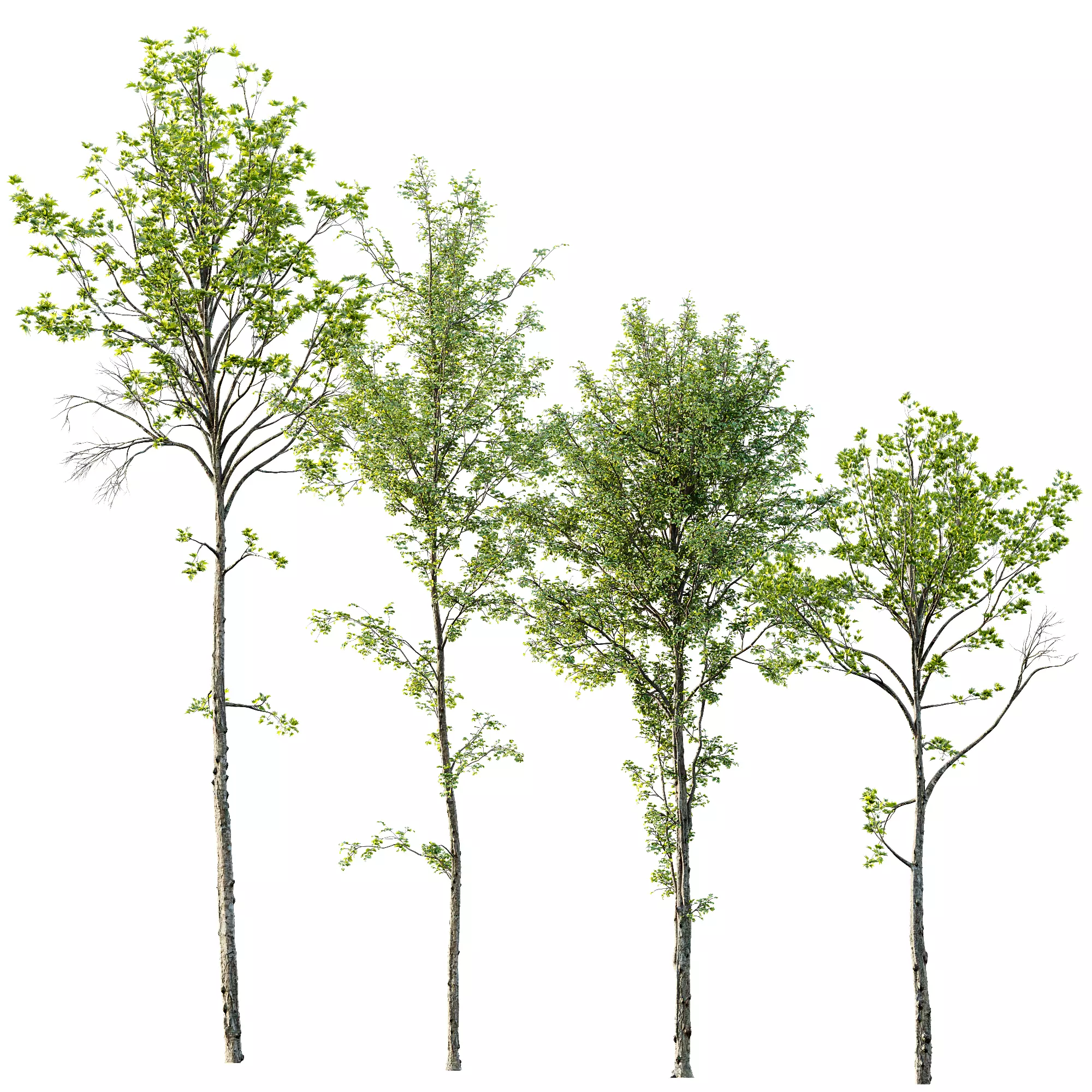 spring trees Acer Pseudoplatanus and Alnus Glutinosa 3D model_0