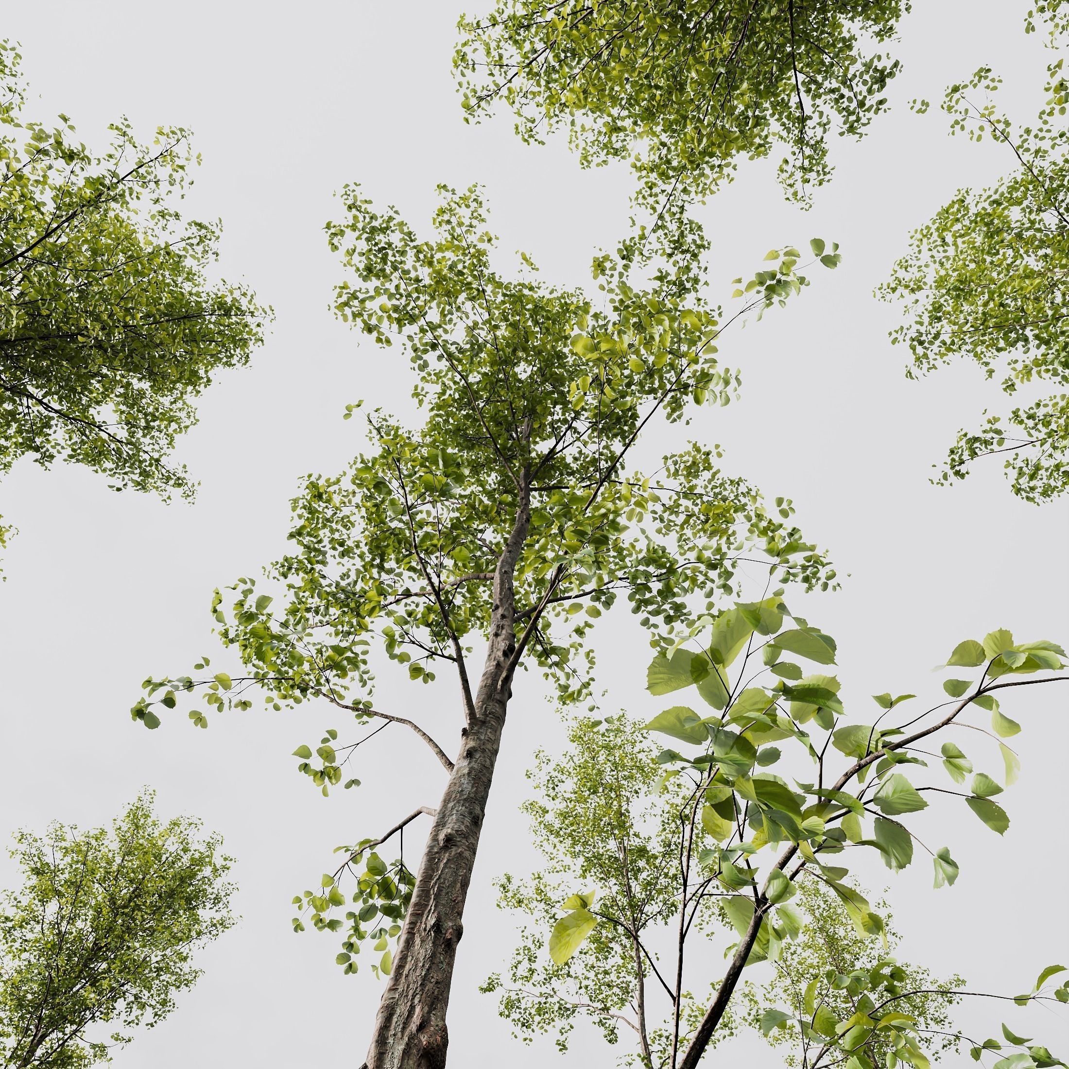 spring trees Acer Pseudoplatanus and Alnus Glutinosa 3D model_5
