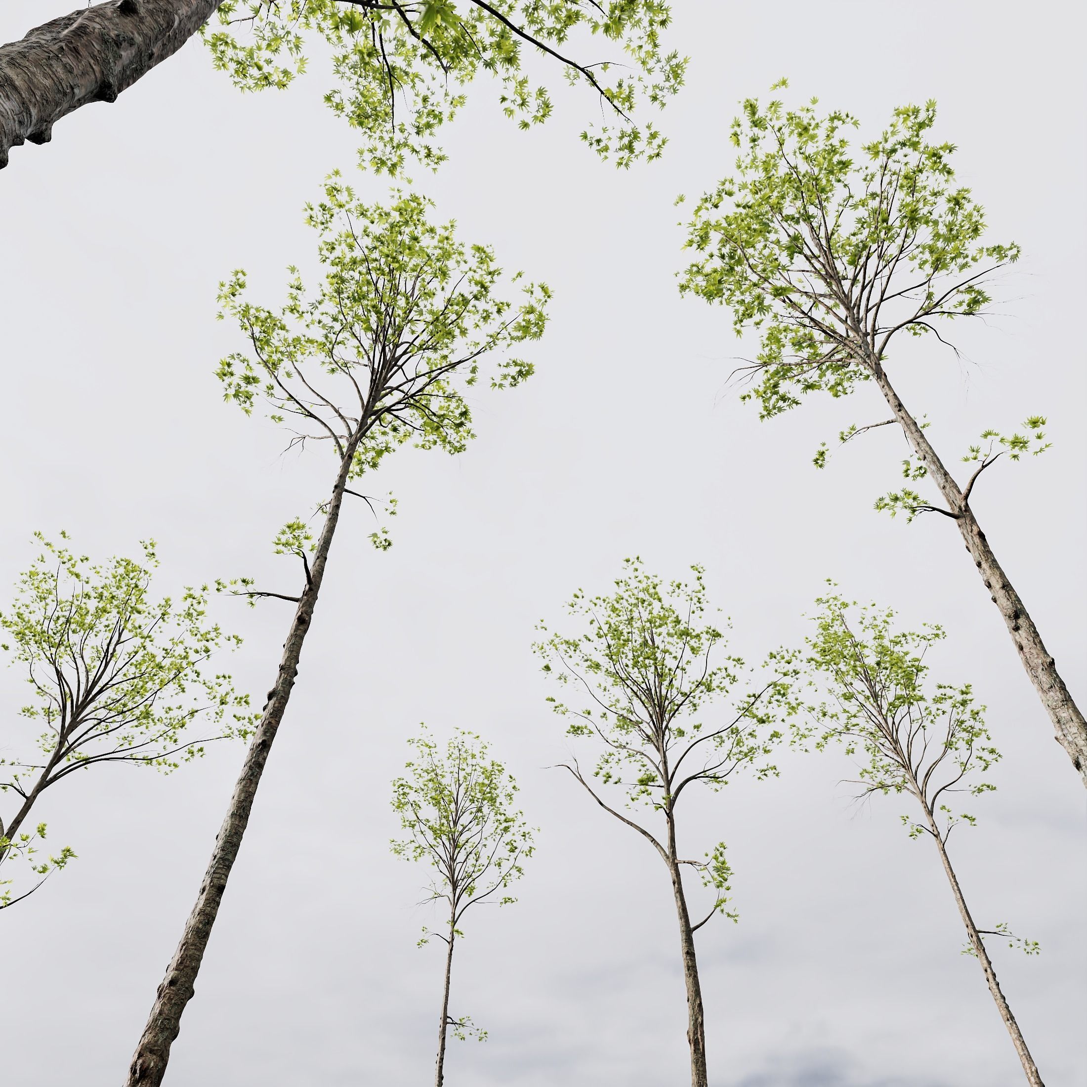 spring trees Acer Pseudoplatanus and Alnus Glutinosa 3D model_4