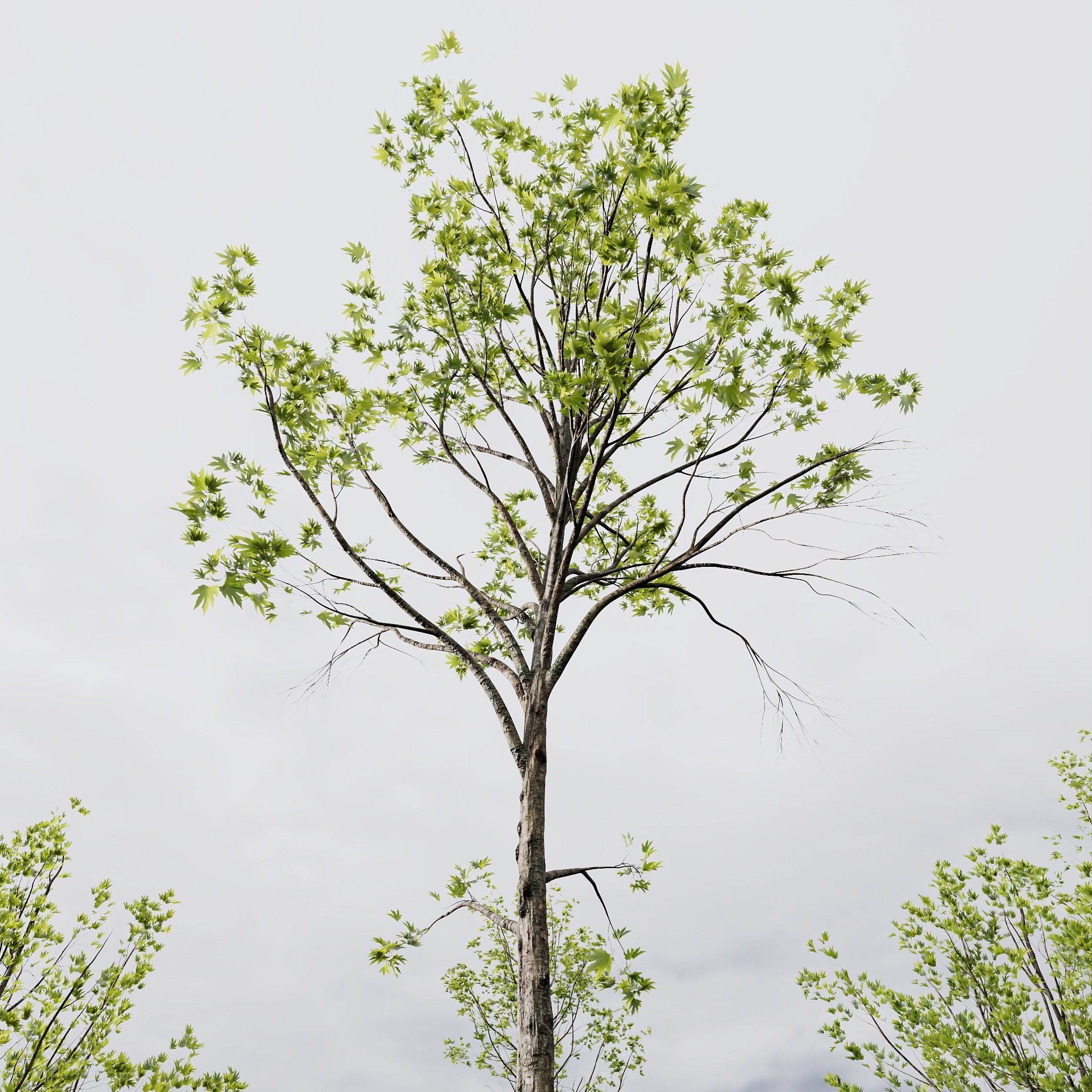 spring trees Acer Pseudoplatanus and Alnus Glutinosa 3D model_2