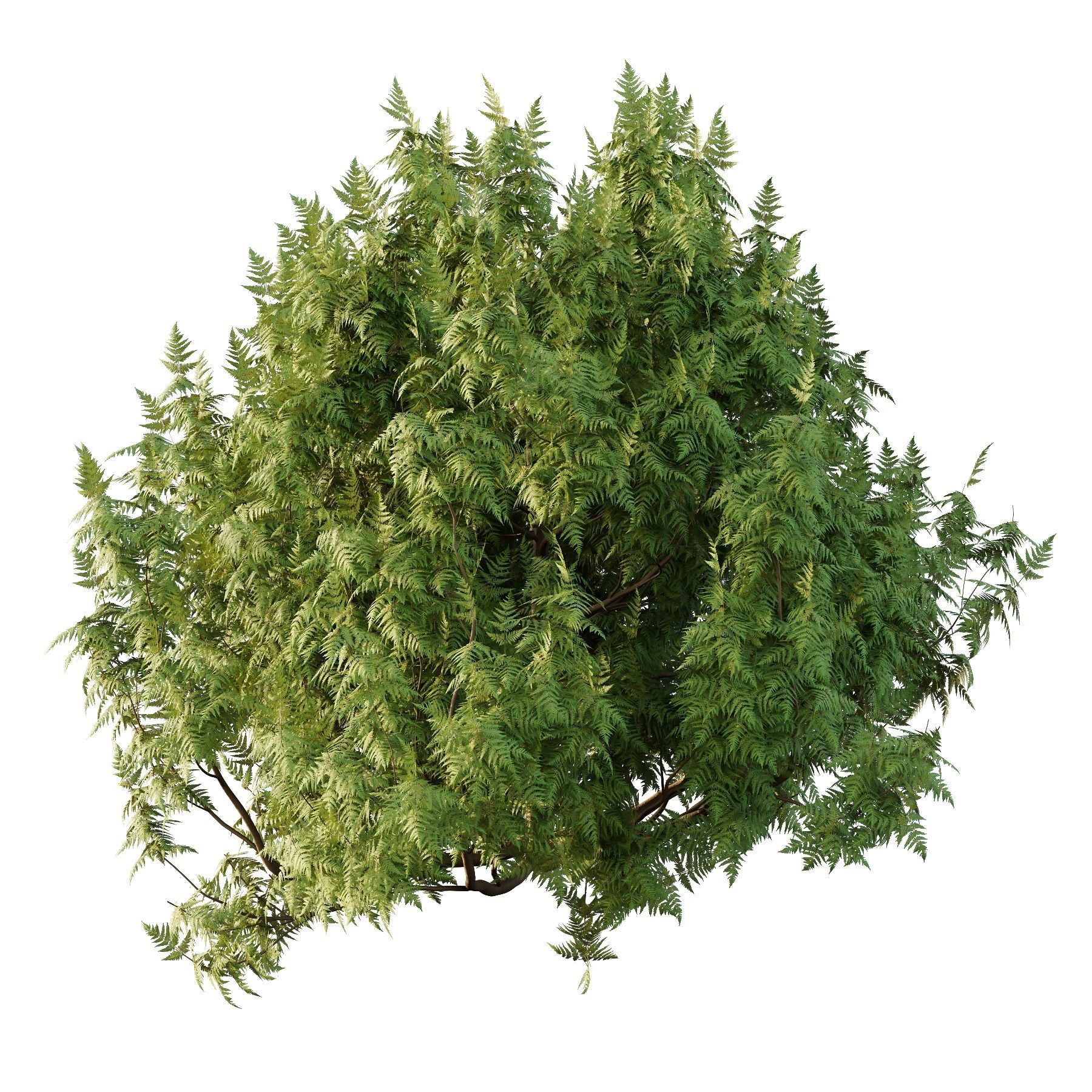 Cypress Bush 07 3D model_5