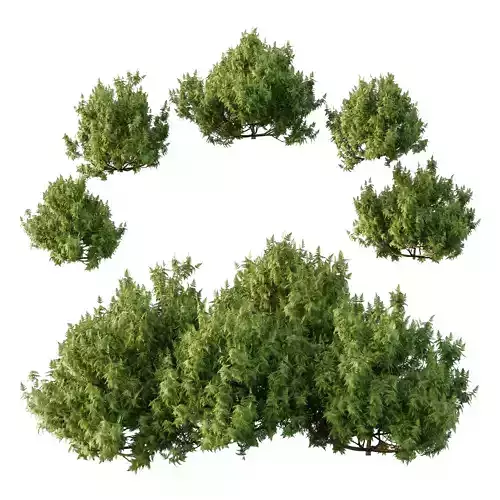 Cypress Bush 07 3D model