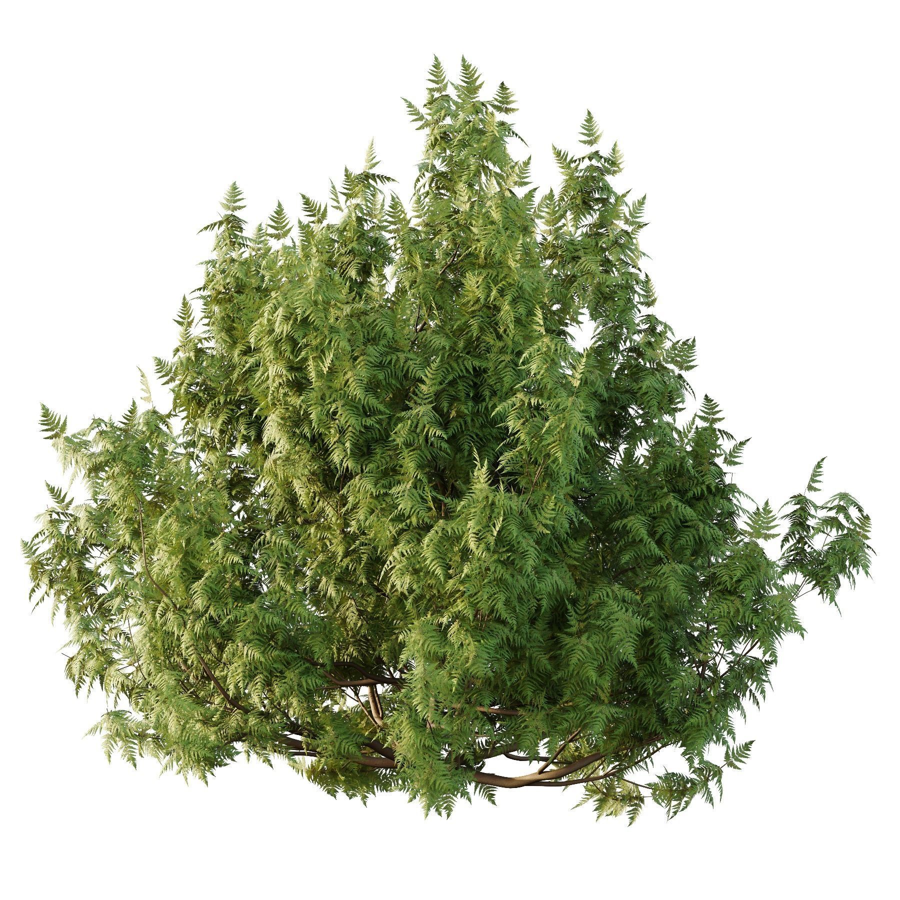 Cypress Bush 07 3D model_2