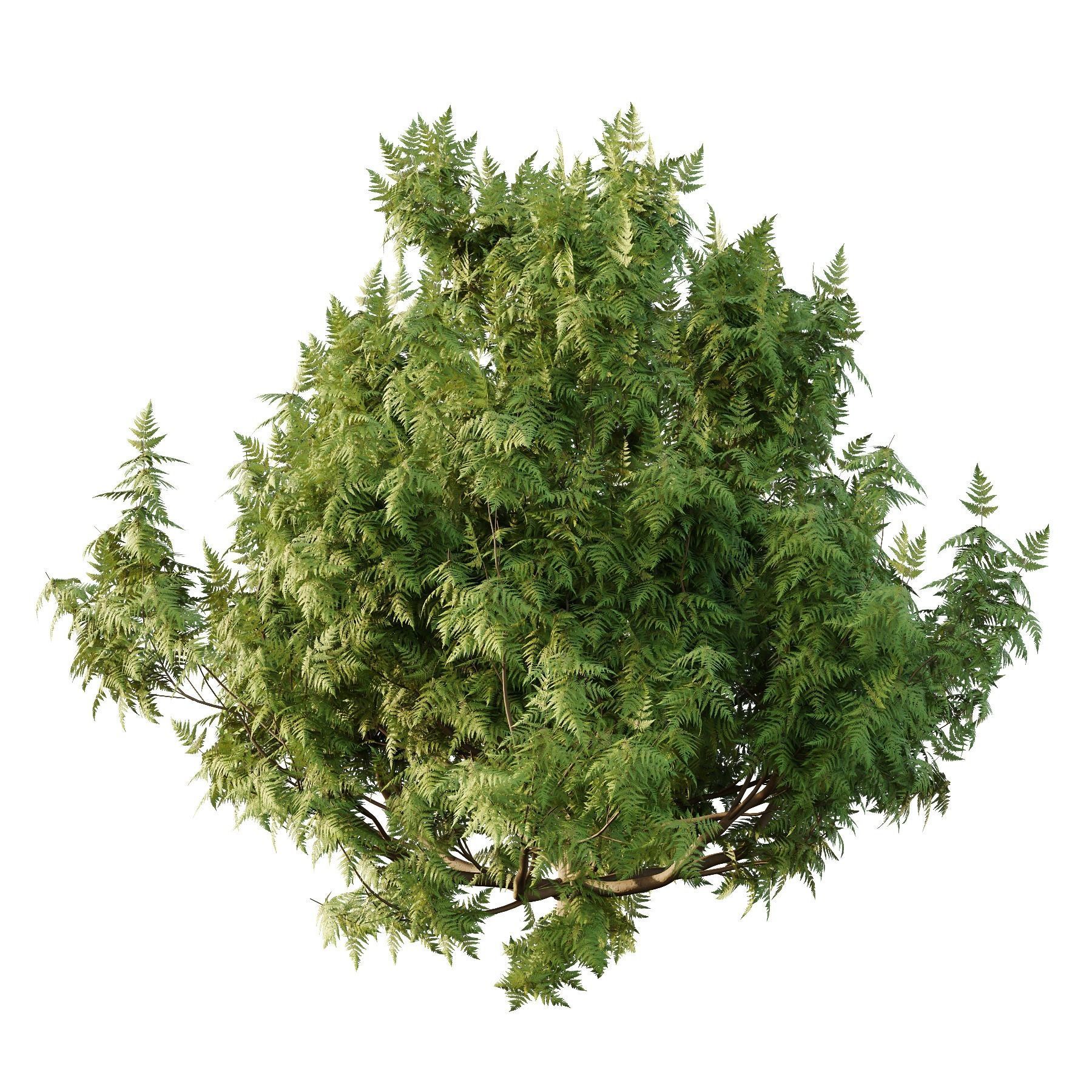 Cypress Bush 07 3D model_1