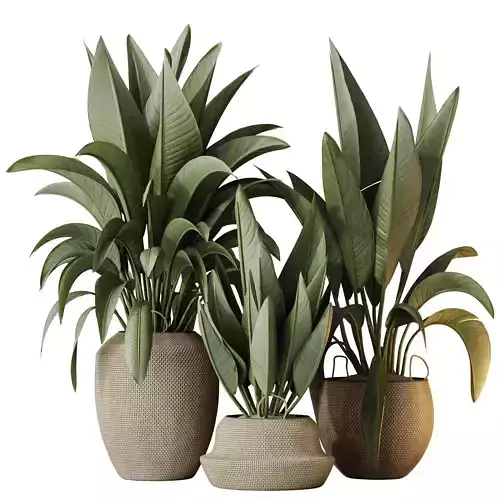 Plants Ravenala Banana Strelitzia Nicolai Bird Of Paradise Set05 3D model