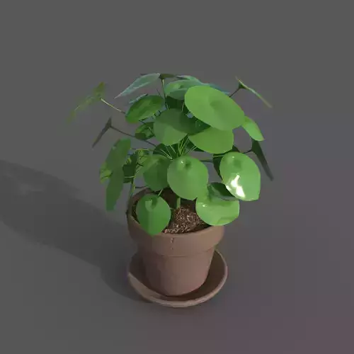 plant in terracotta pot