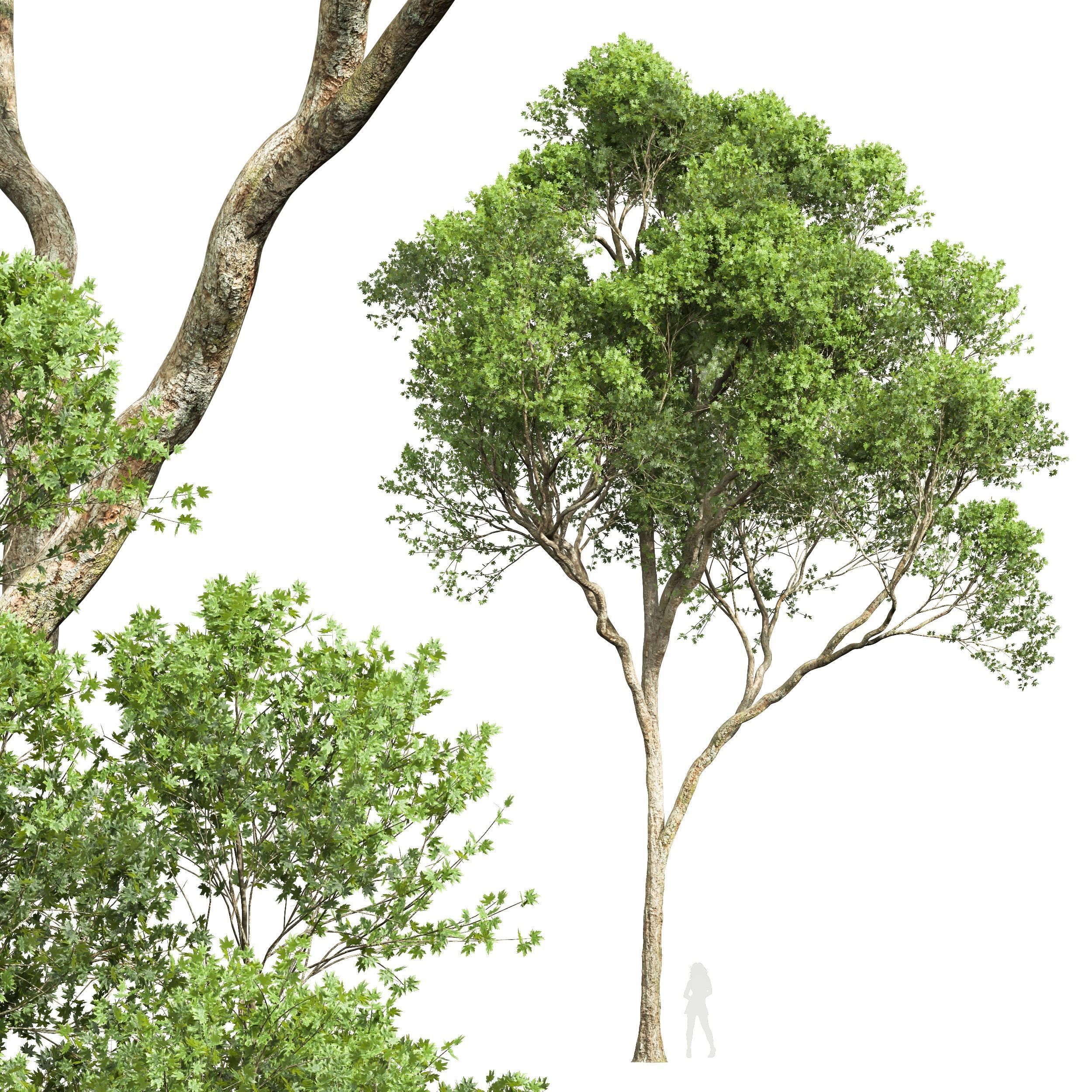 spring trees Acer Pseudoplatanus and Celtis Australis 3D model_8