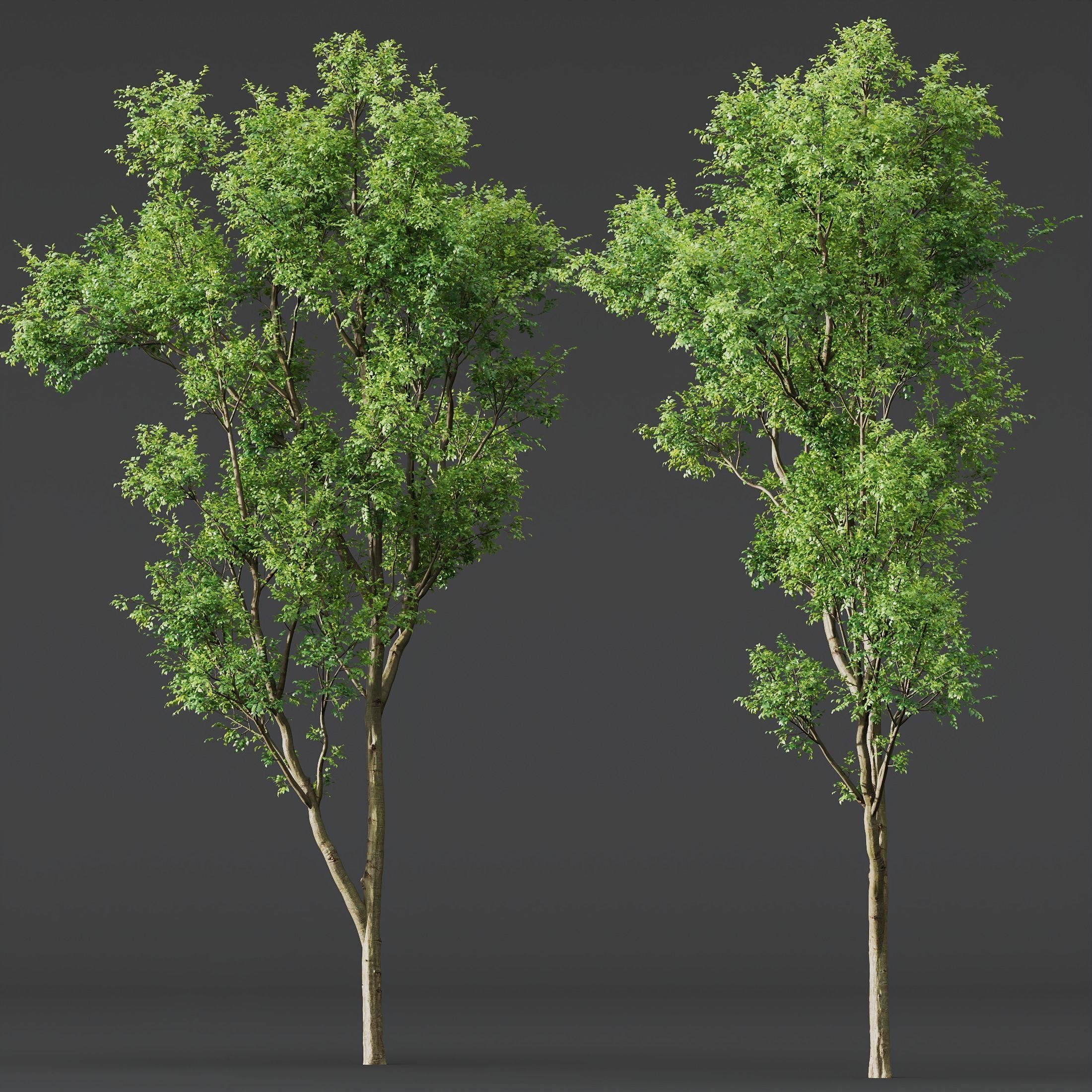 spring trees Acer Pseudoplatanus and Celtis Australis 3D model_4