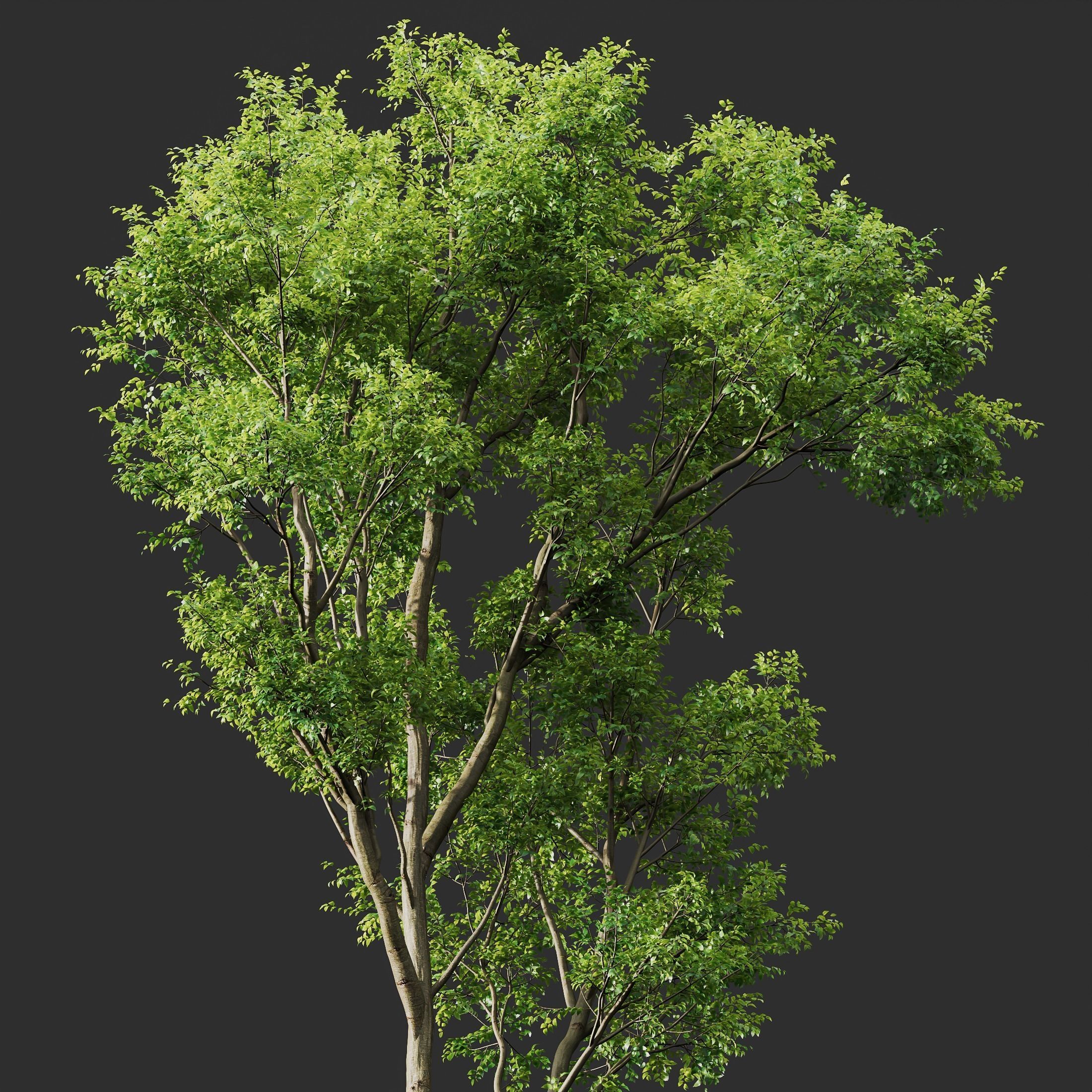 spring trees Acer Pseudoplatanus and Celtis Australis 3D model_1