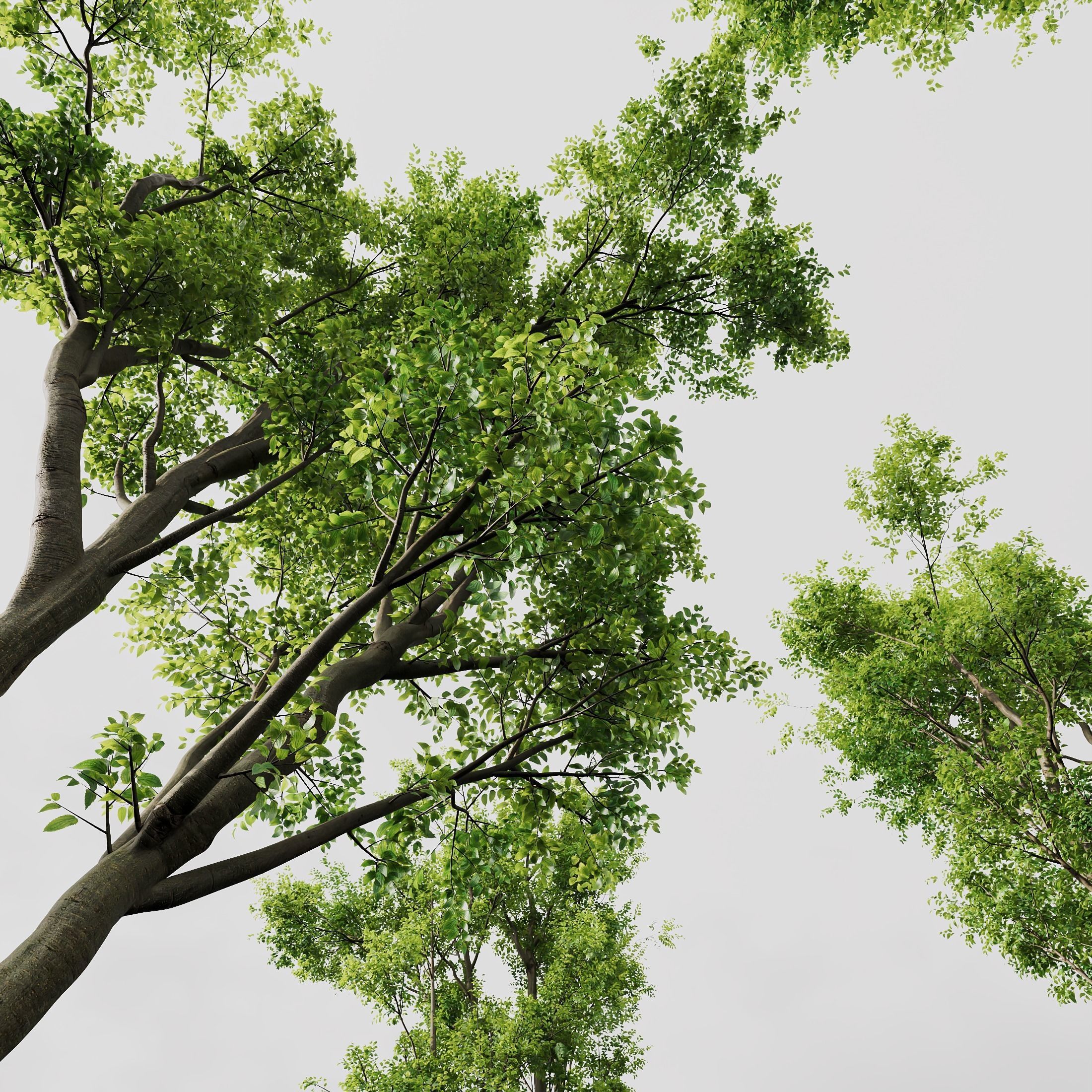 spring trees Acer Pseudoplatanus and Celtis Australis 3D model_5