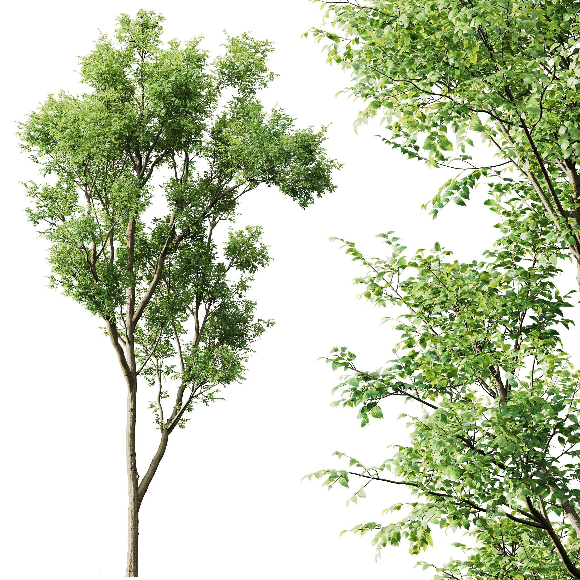 spring trees Acer Pseudoplatanus and Celtis Australis 3D model_3