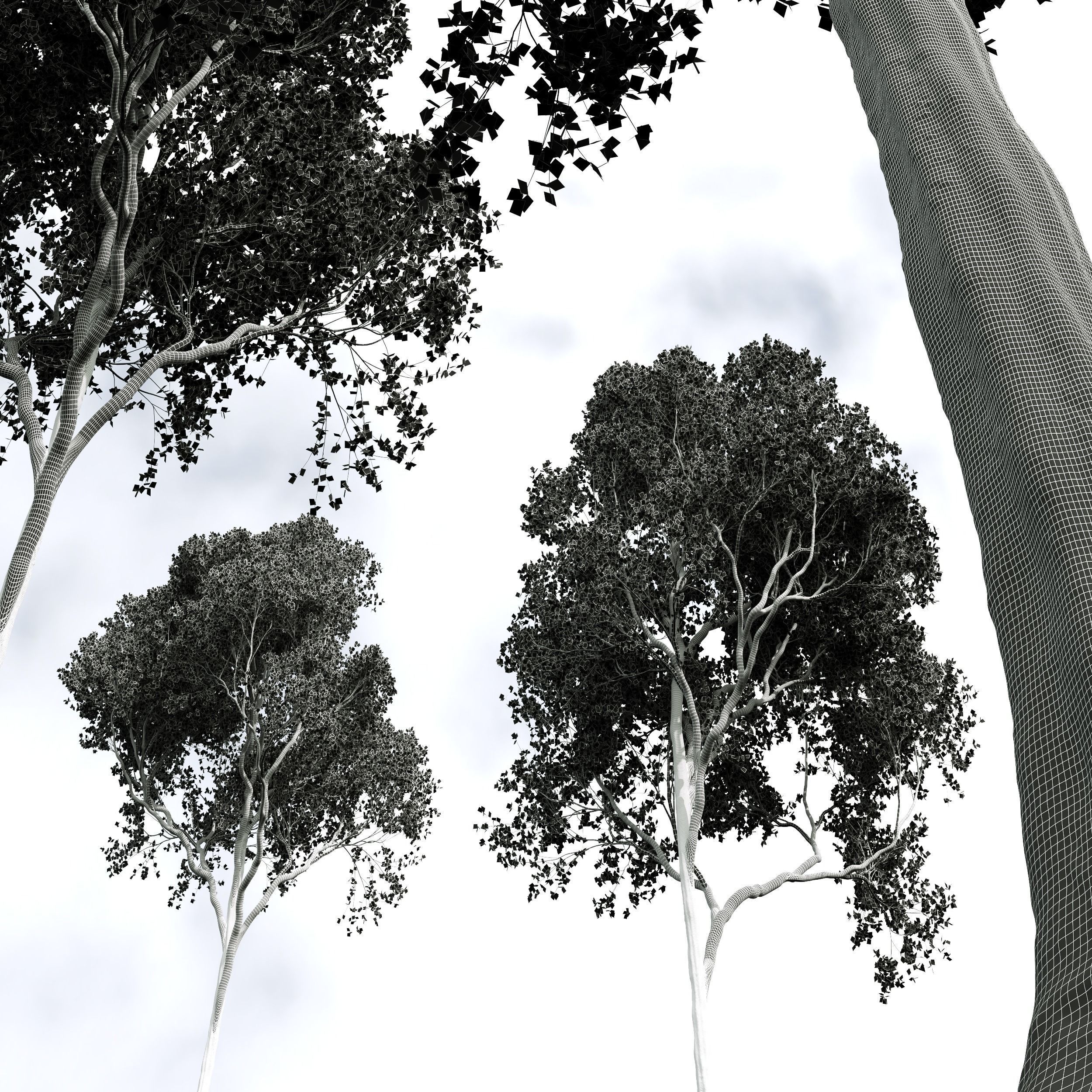 spring trees Acer Pseudoplatanus and Celtis Australis 3D model_9